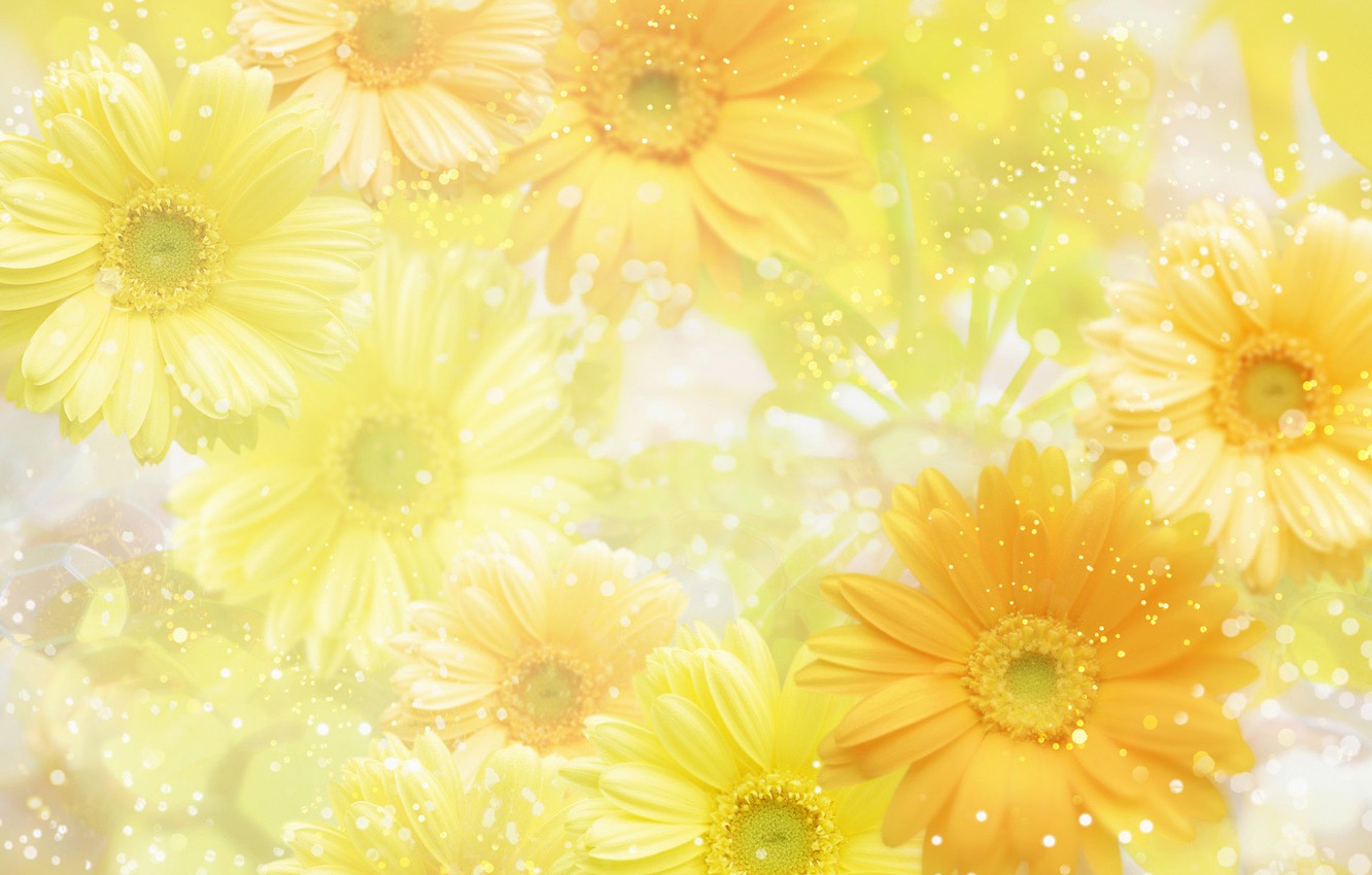 Yellow Flowers Wallpapers