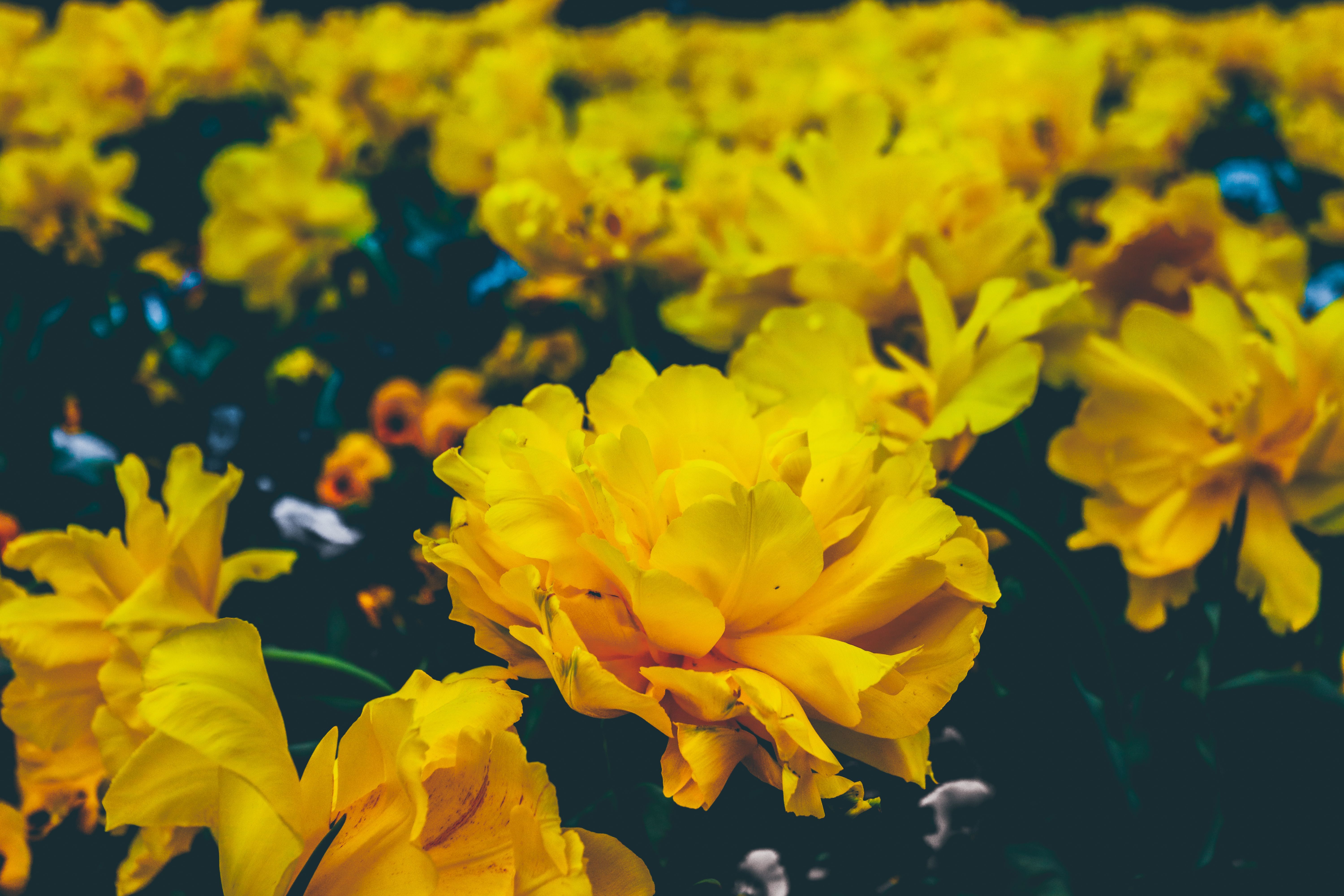 Yellow Flowers Wallpapers