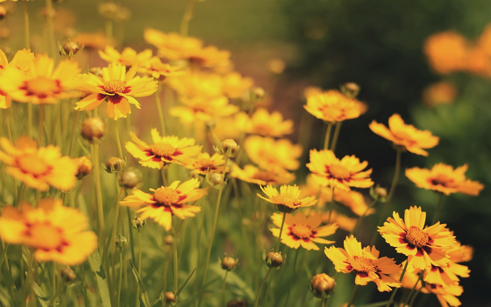 Yellow Flowers Wallpapers