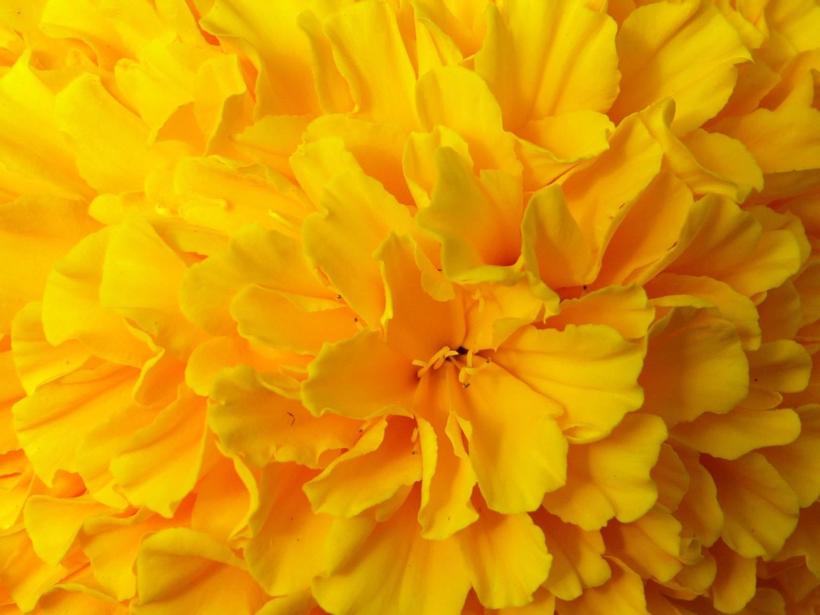 Yellow Flowers Wallpapers