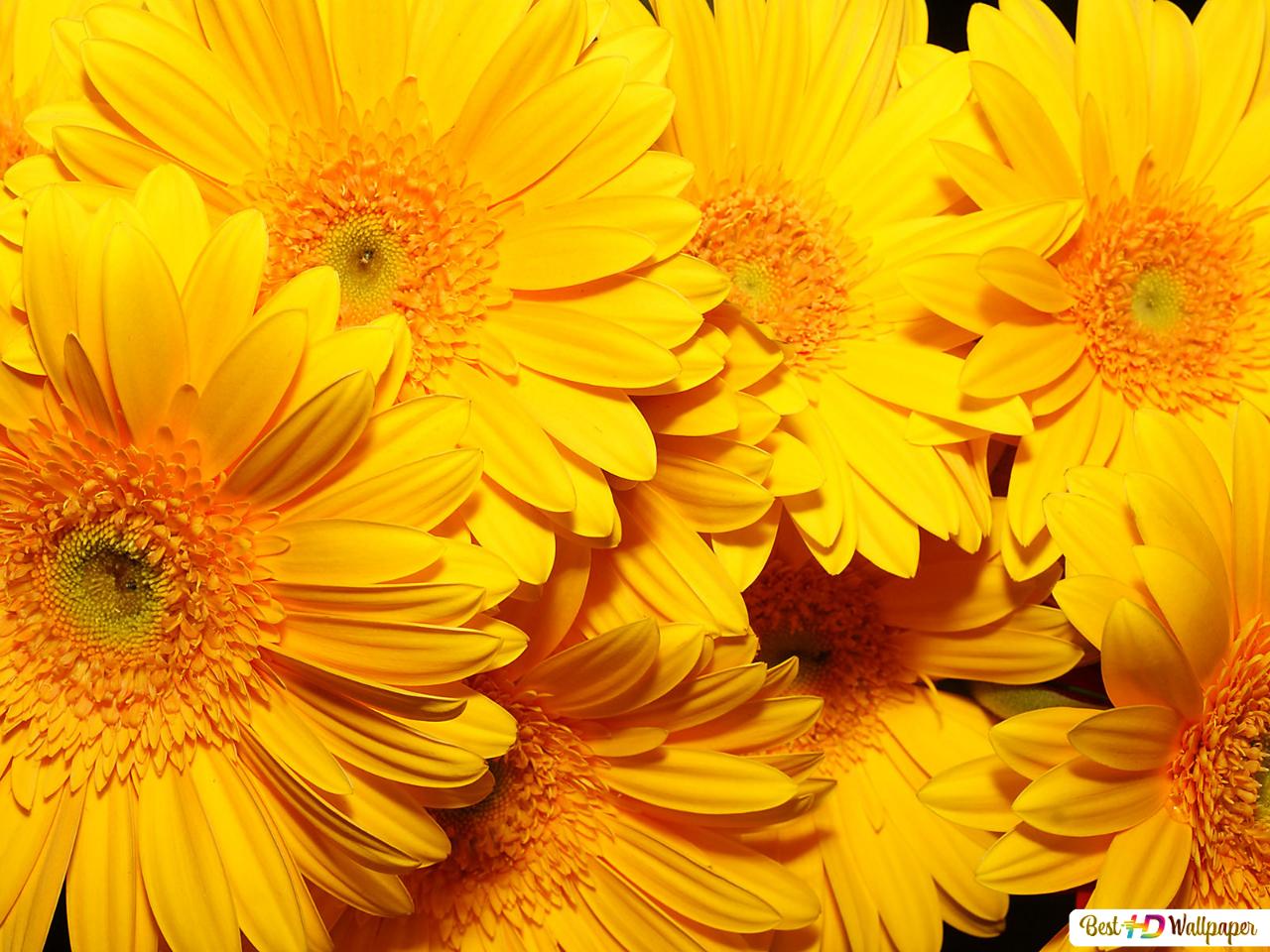 Yellow Flowers Wallpapers