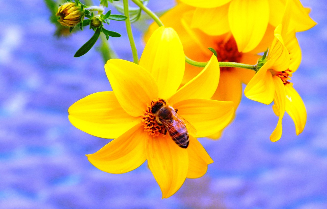 Yellow Honey Bee Wallpapers