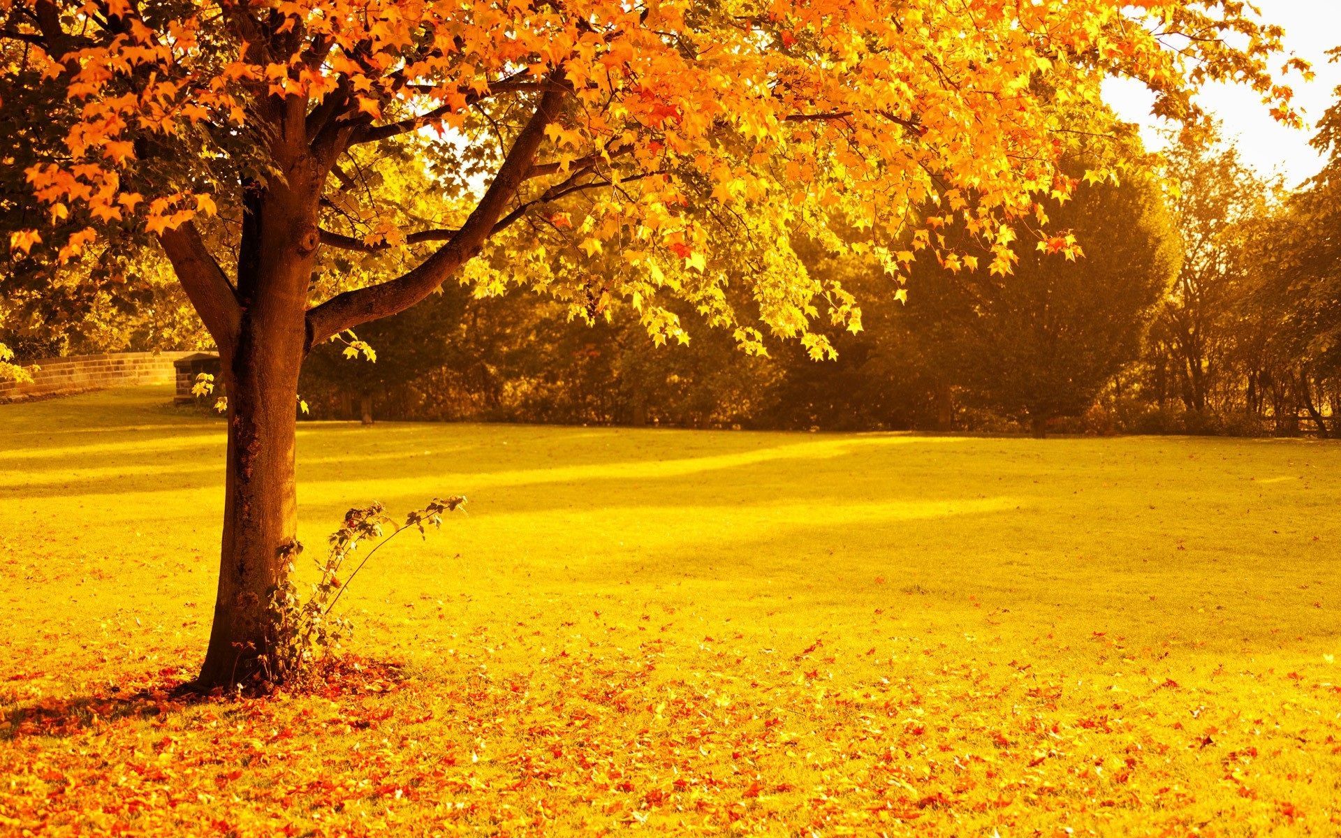 Yellow Nature Wallpapers