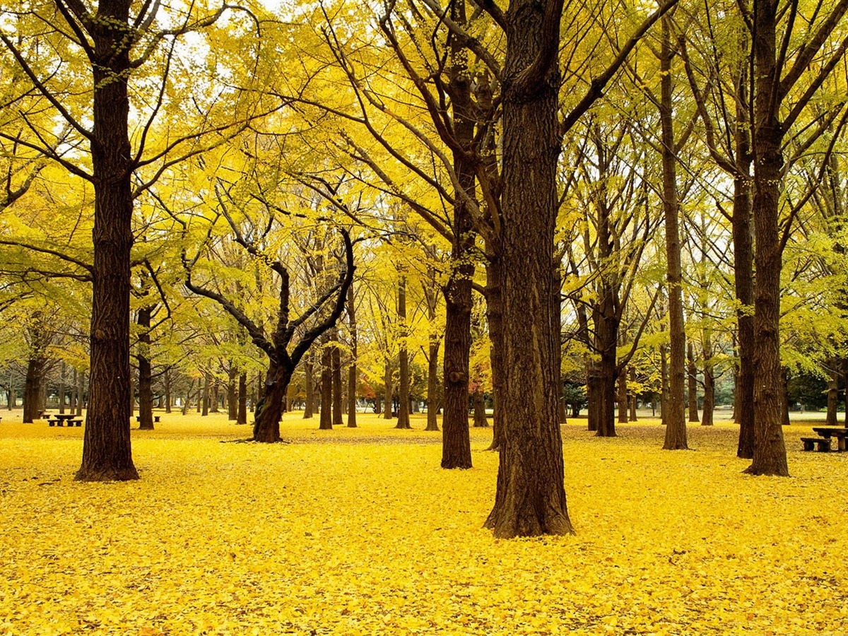 Yellow Nature Wallpapers