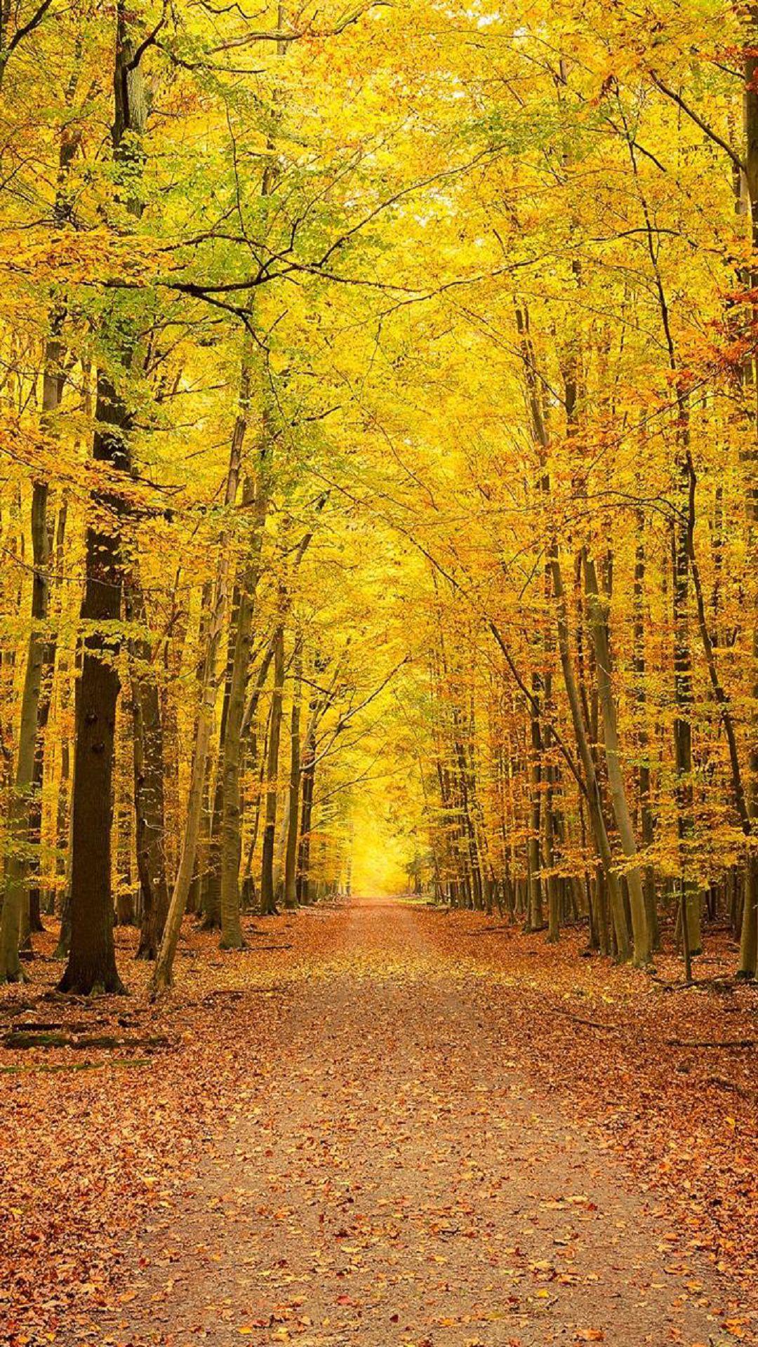 Yellow Nature Wallpapers