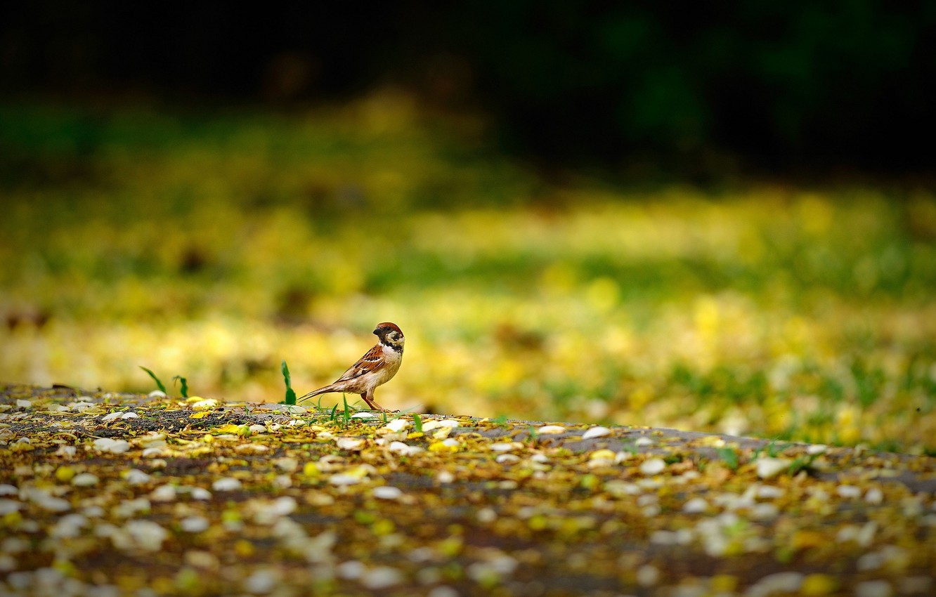 Yellow Nature Wallpapers