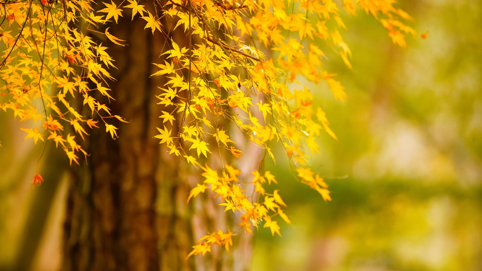 Yellow Nature Wallpapers