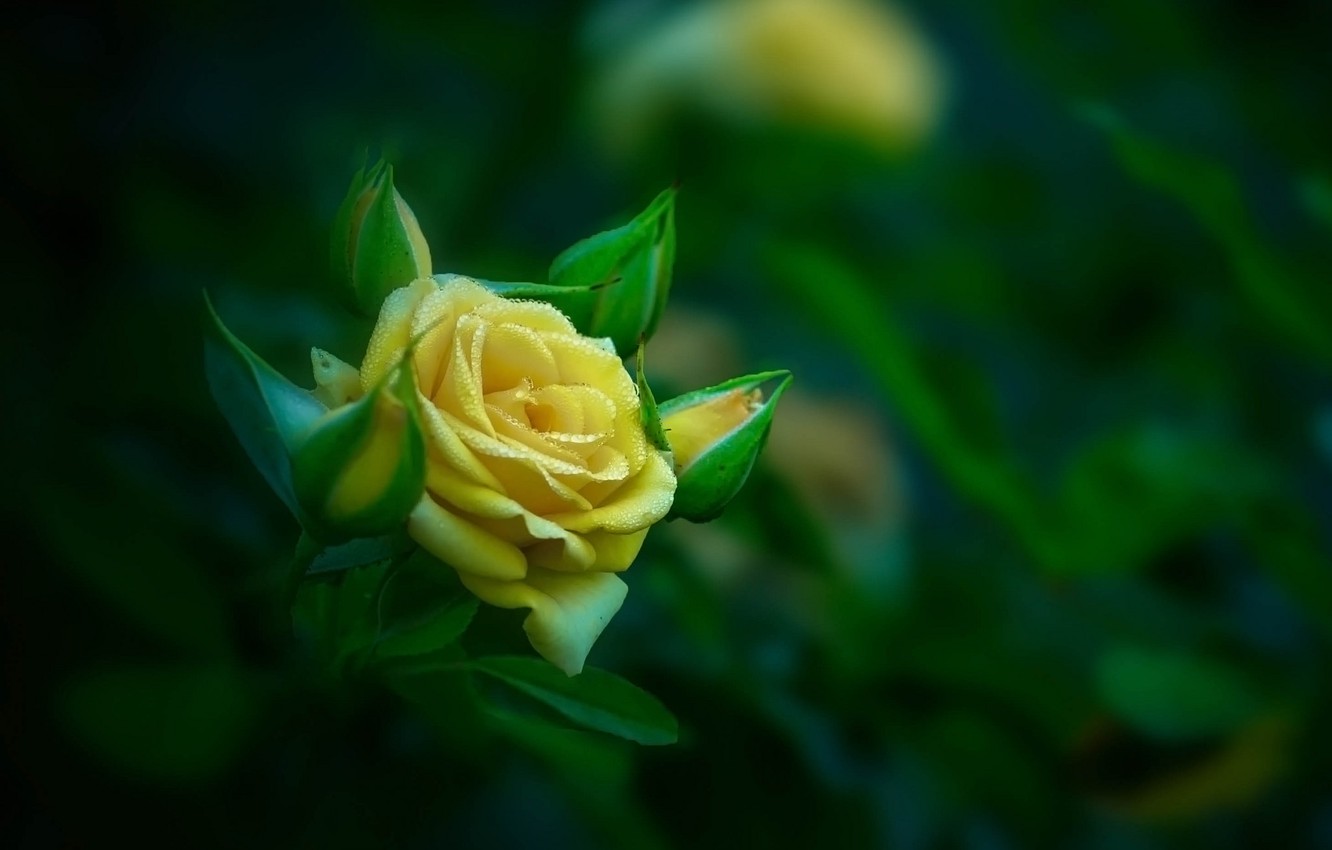 Yellow Rose Flower Wallpapers