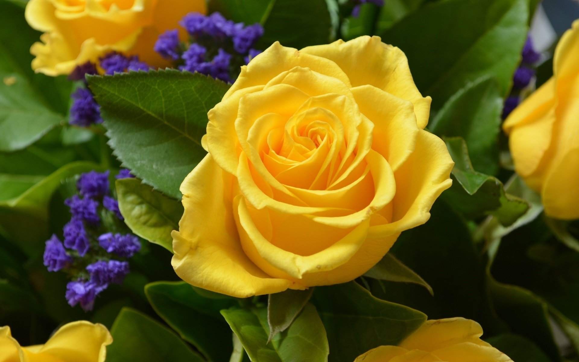 Yellow Rose Flower Wallpapers