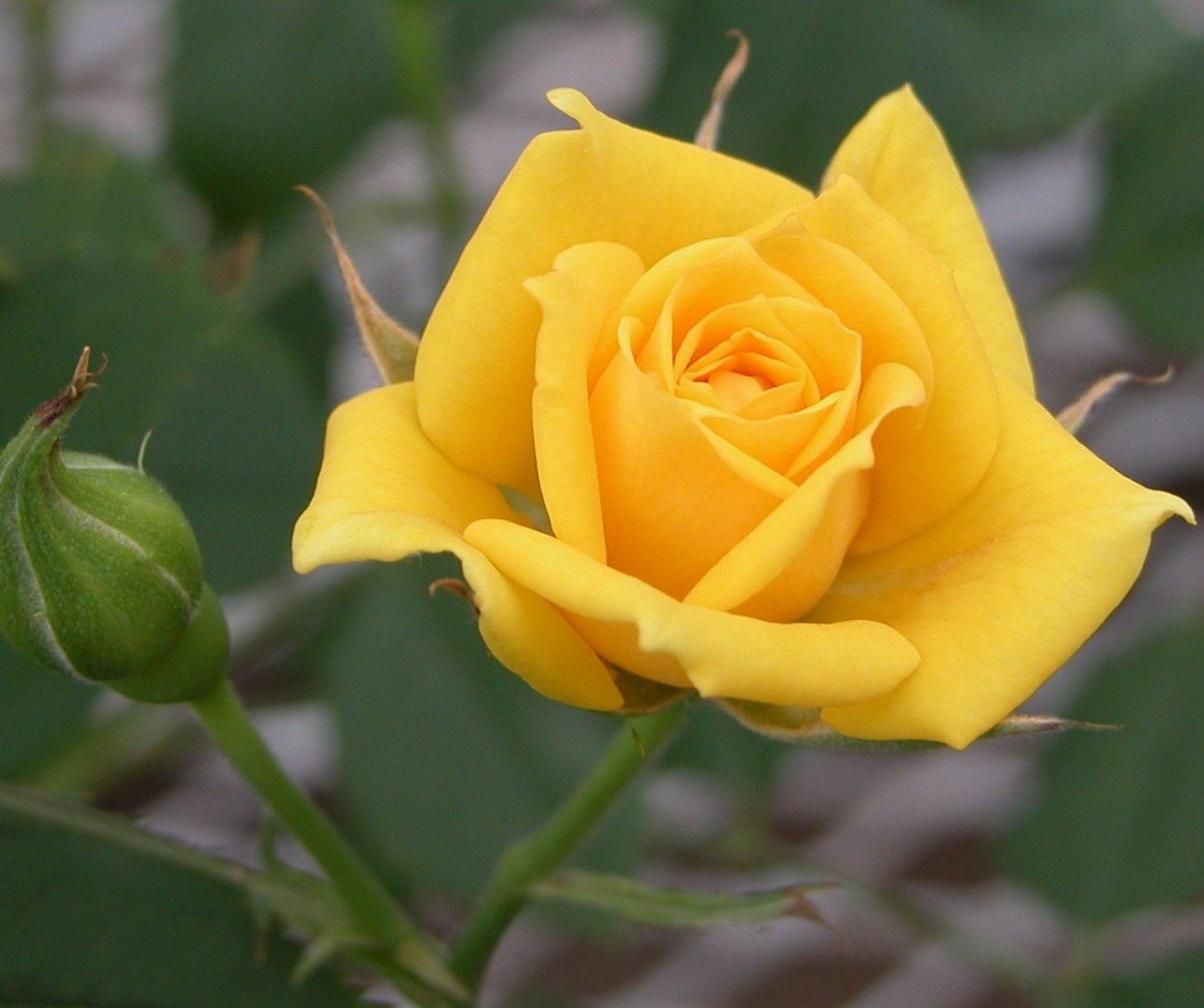 Yellow Rose Flower Wallpapers