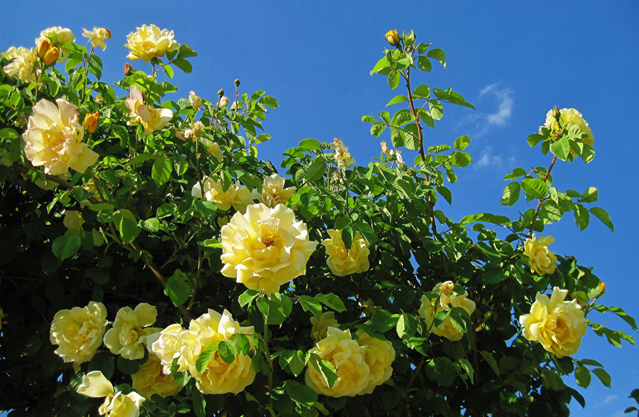 Yellow Rose Flower Wallpapers