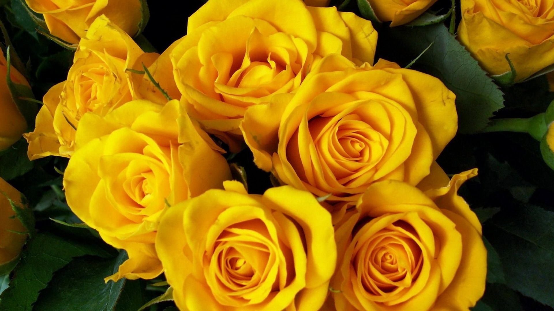 Yellow Rose Flower Wallpapers