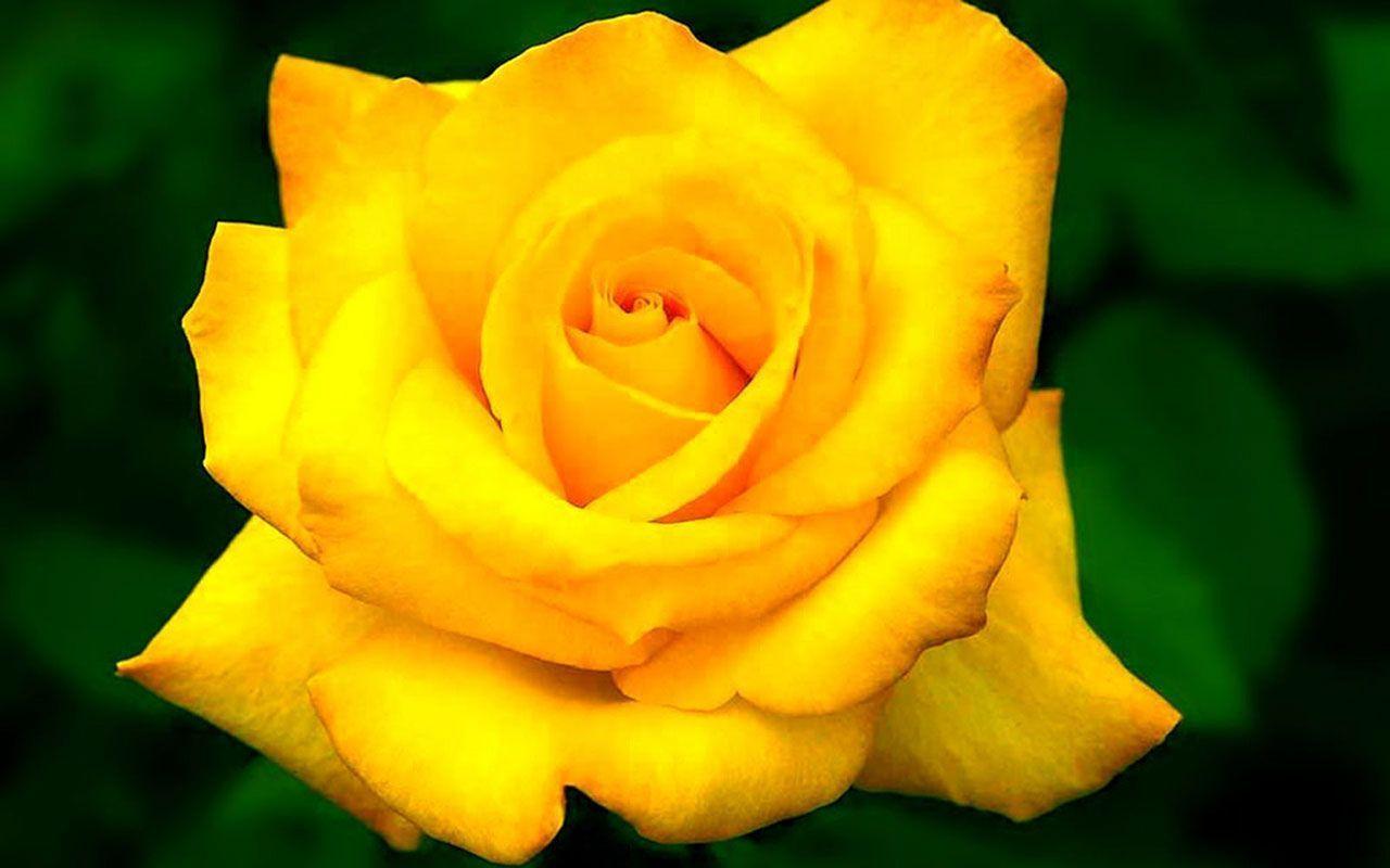 Yellow Rose Flower Wallpapers