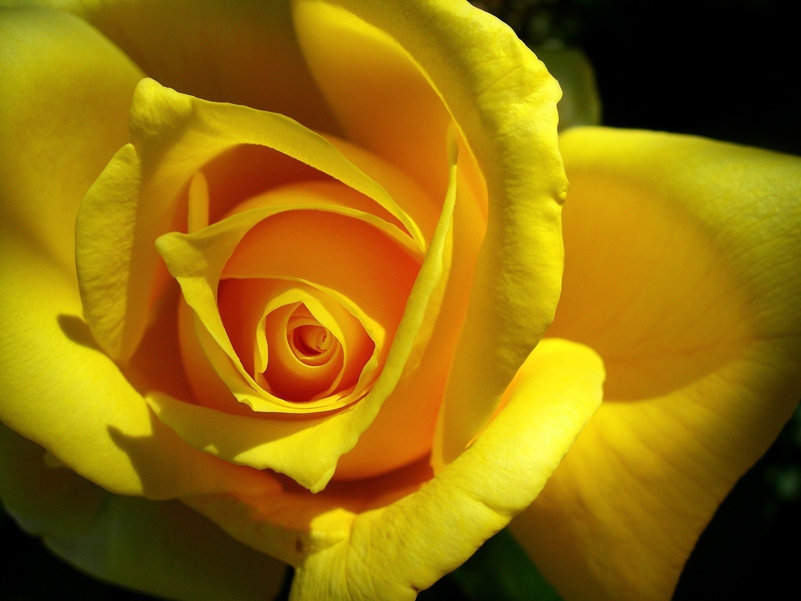 Yellow Rose Flower Wallpapers