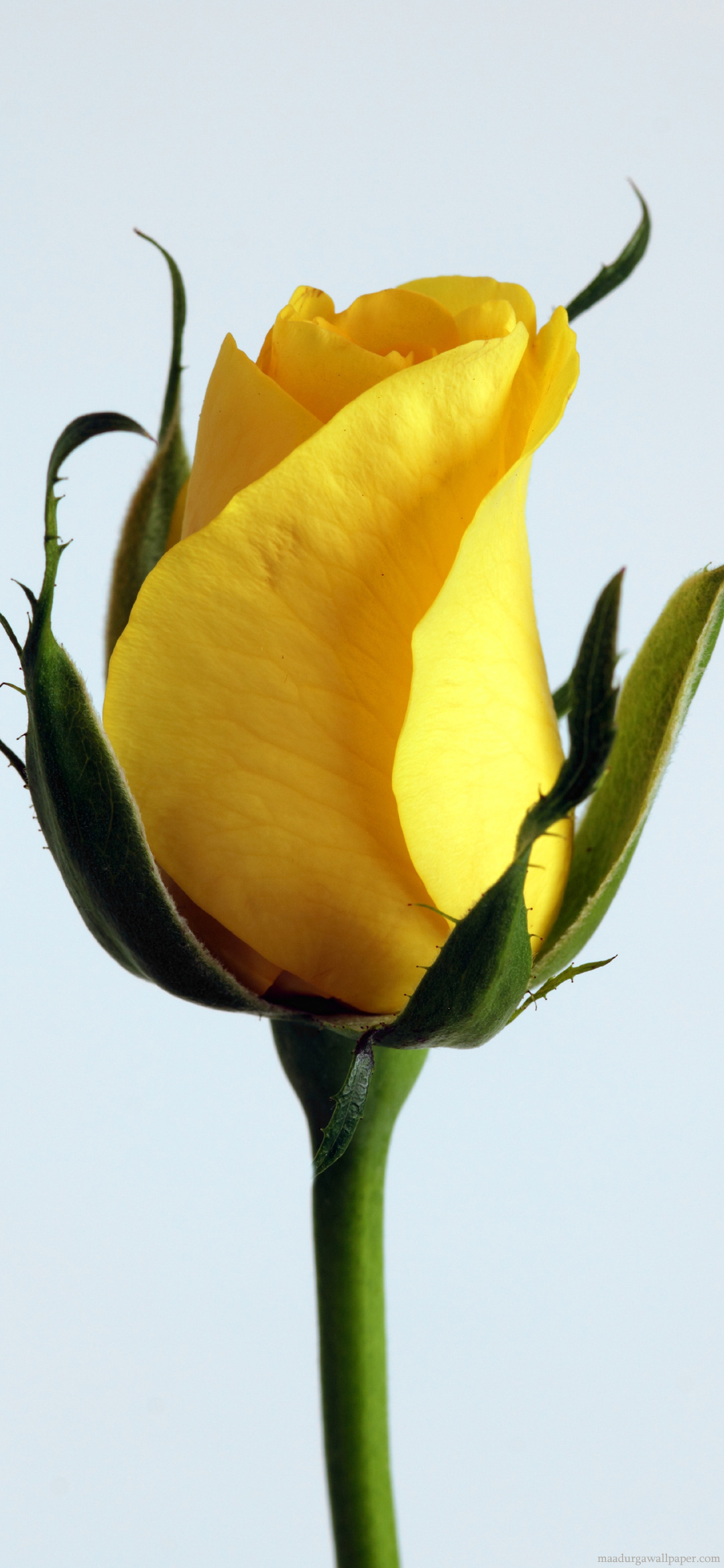 Yellow Rose Flower Wallpapers