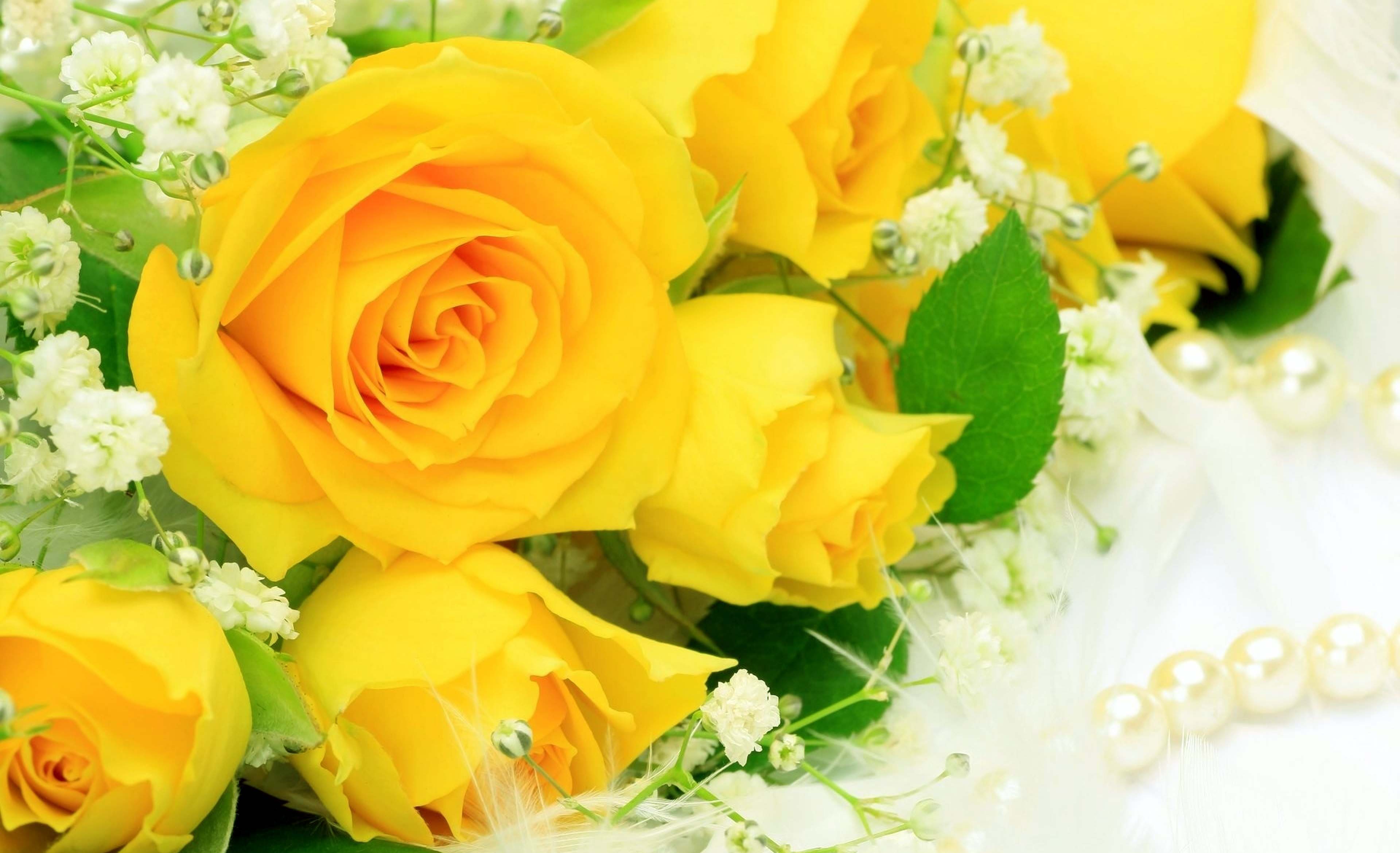 Yellow Rose Flower Wallpapers