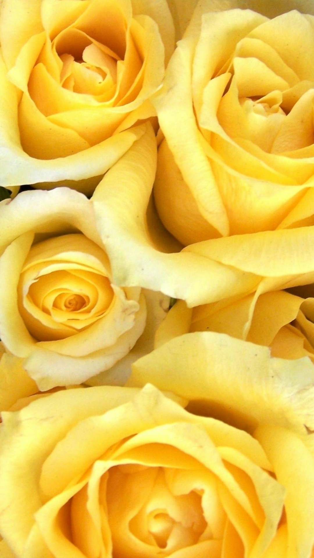 Yellow Rose Flower Wallpapers