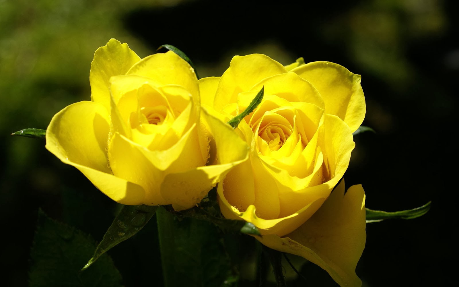 Yellow Rose Flower Wallpapers