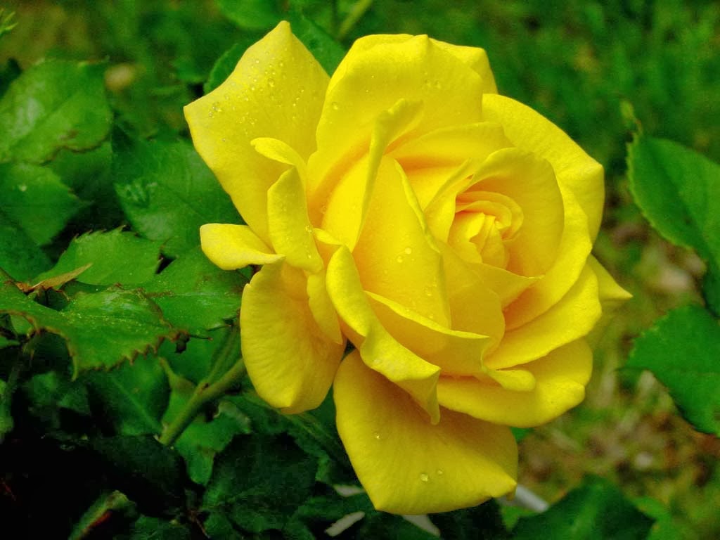 Yellow Rose Flower Wallpapers