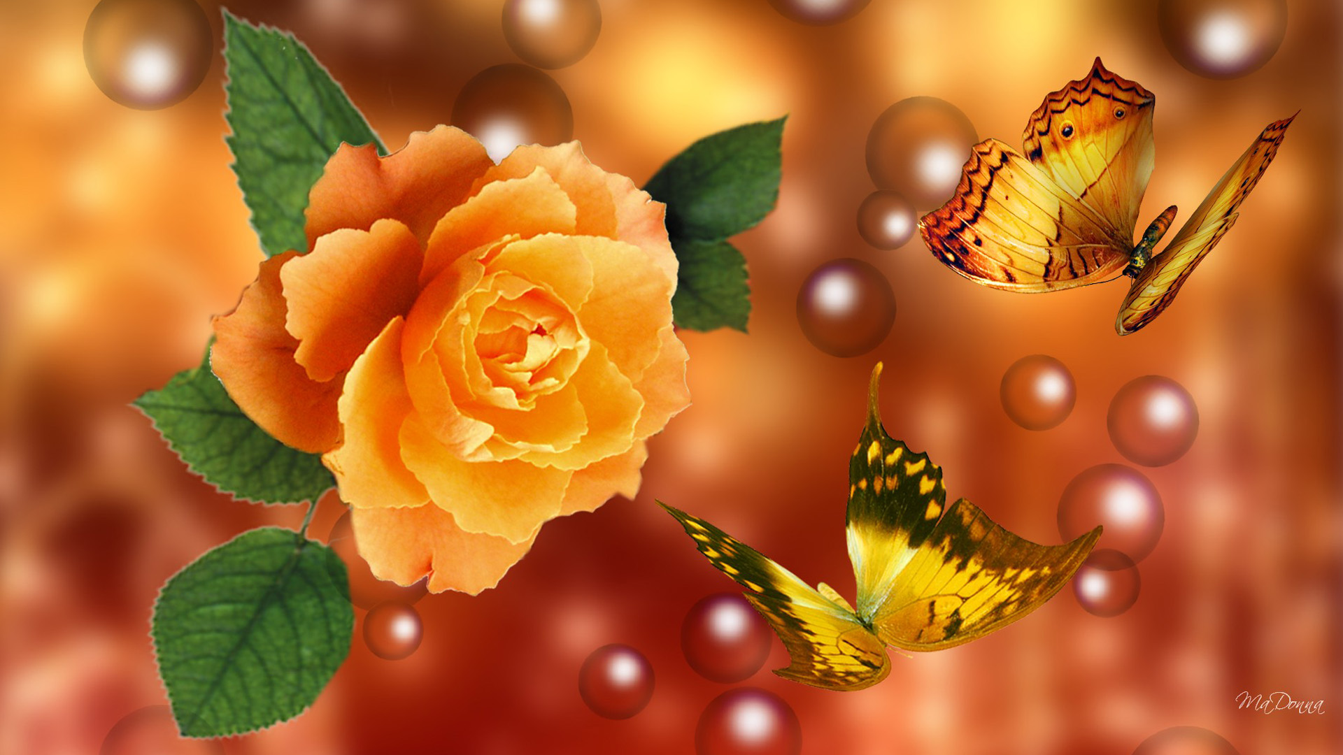 Yellow Rose Flower Wallpapers