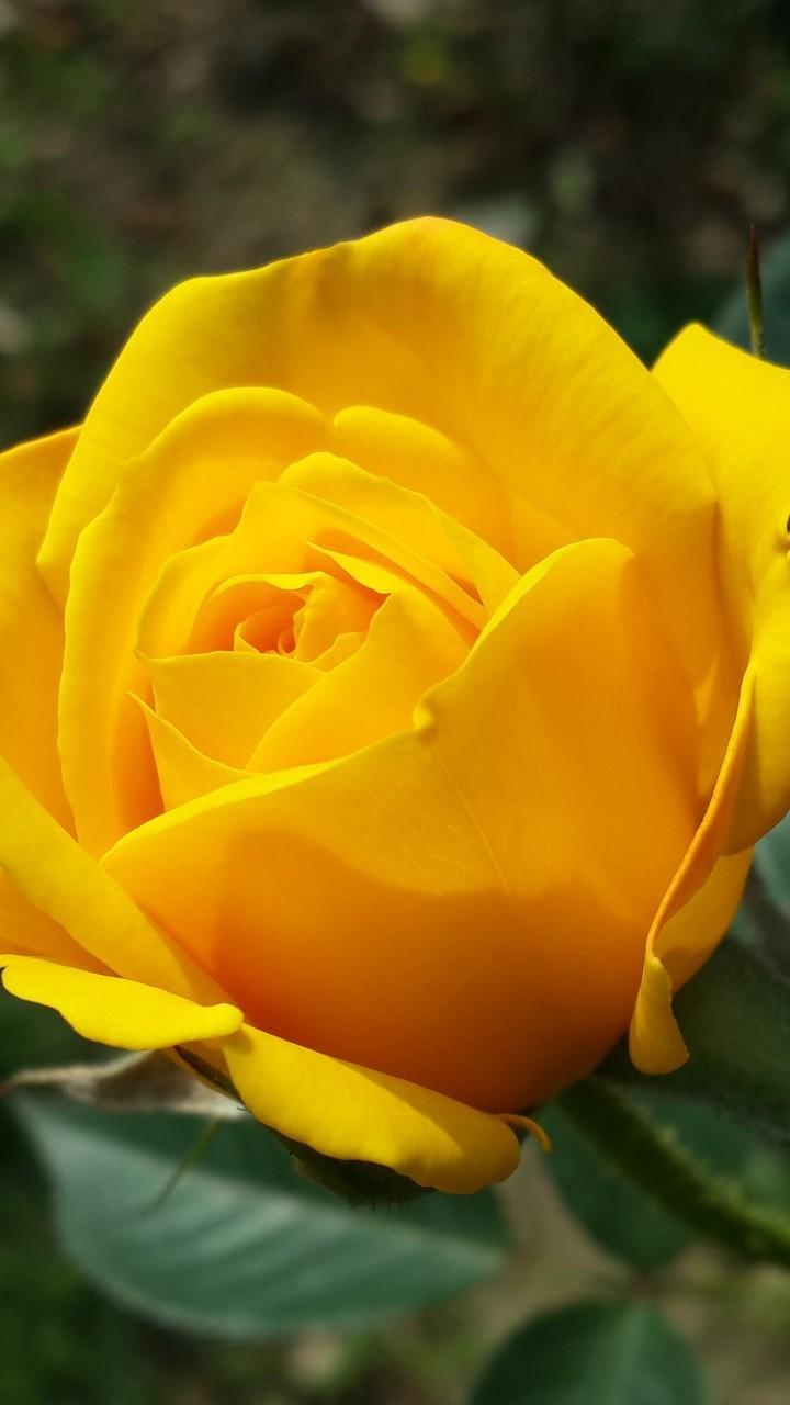 Yellow Rose Flower Wallpapers