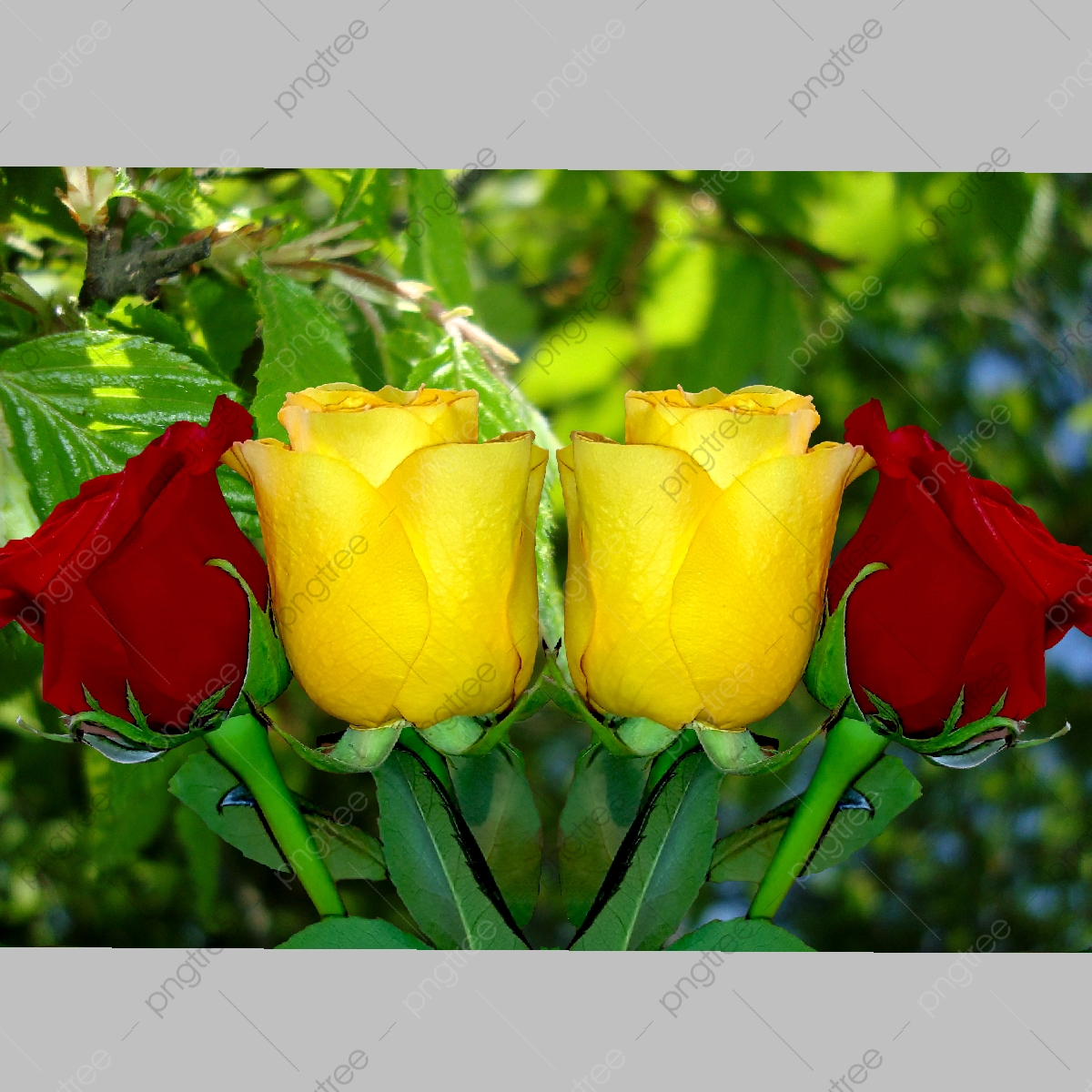 Yellow Rose Flower Wallpapers