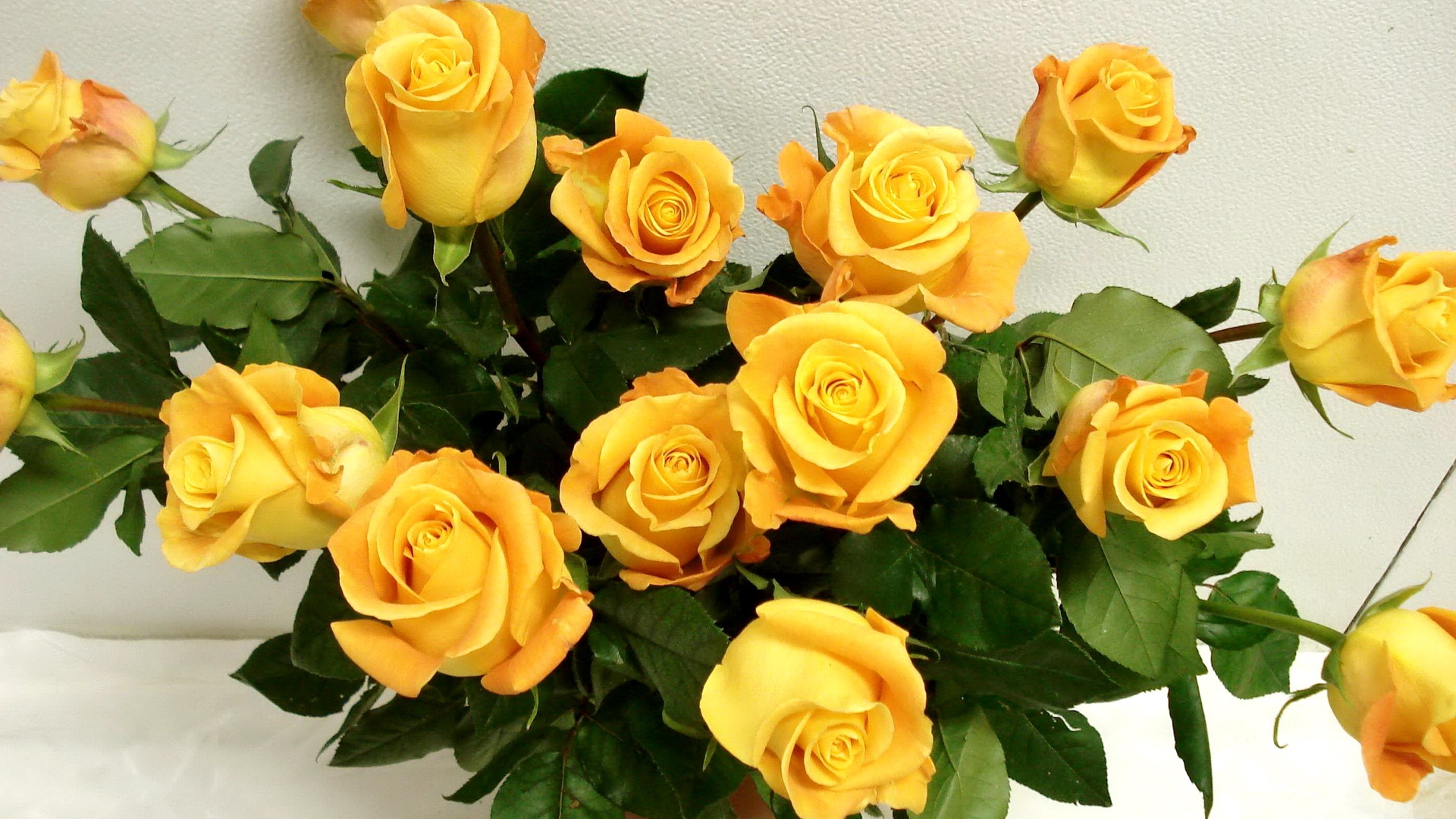 Yellow Rose Flower Wallpapers