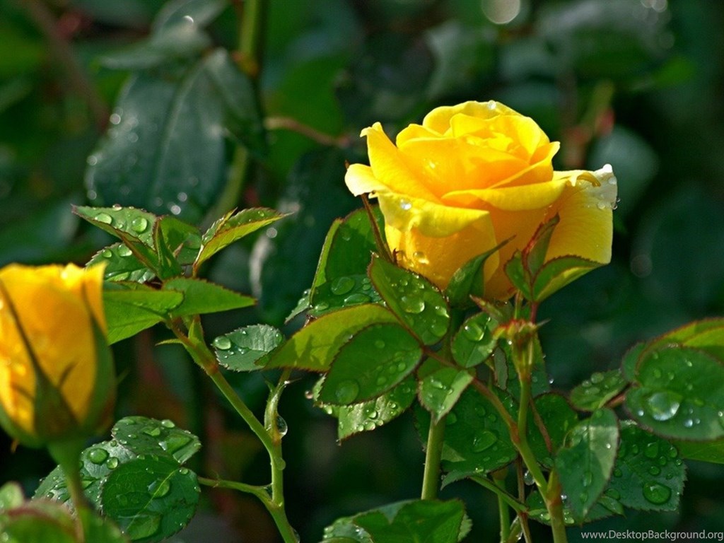 Yellow Rose Flower Wallpapers