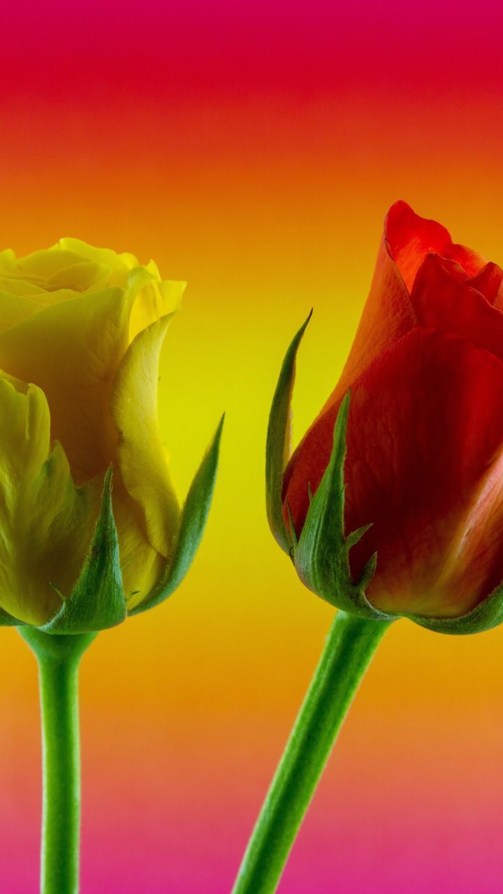 Yellow Rose Flower Wallpapers