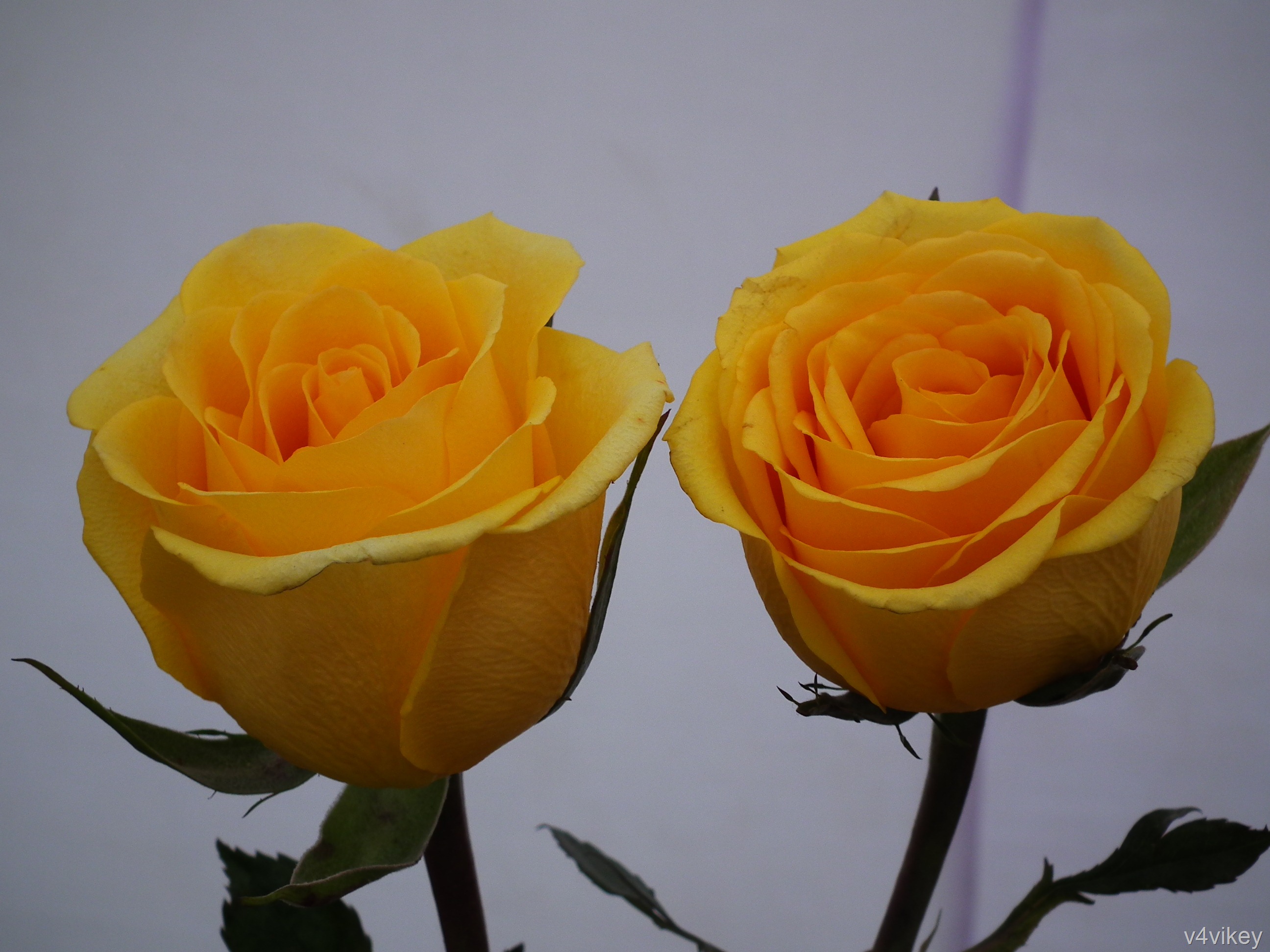 Yellow Rose Flower Wallpapers