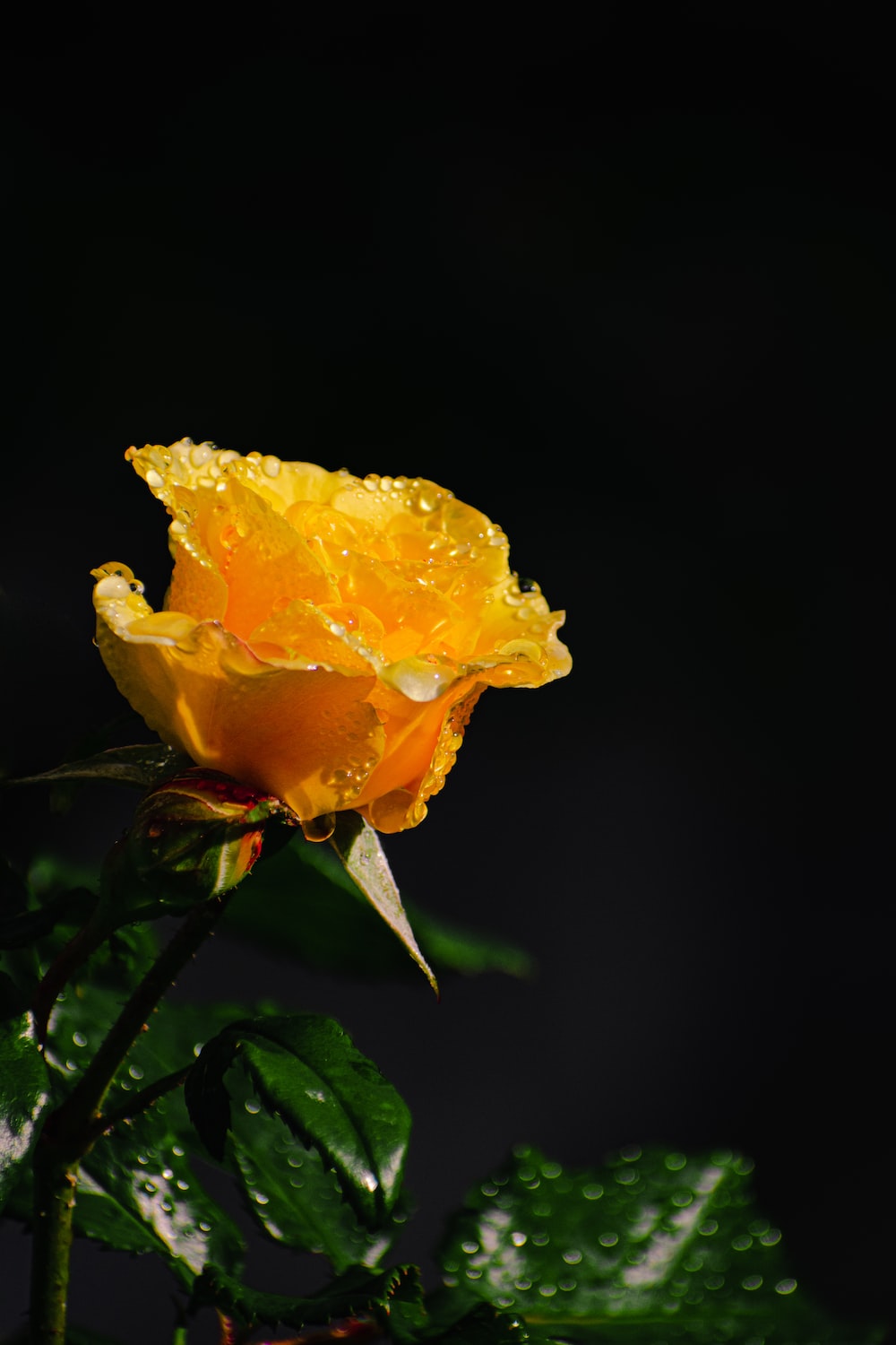 Yellow Rose Flower Wallpapers