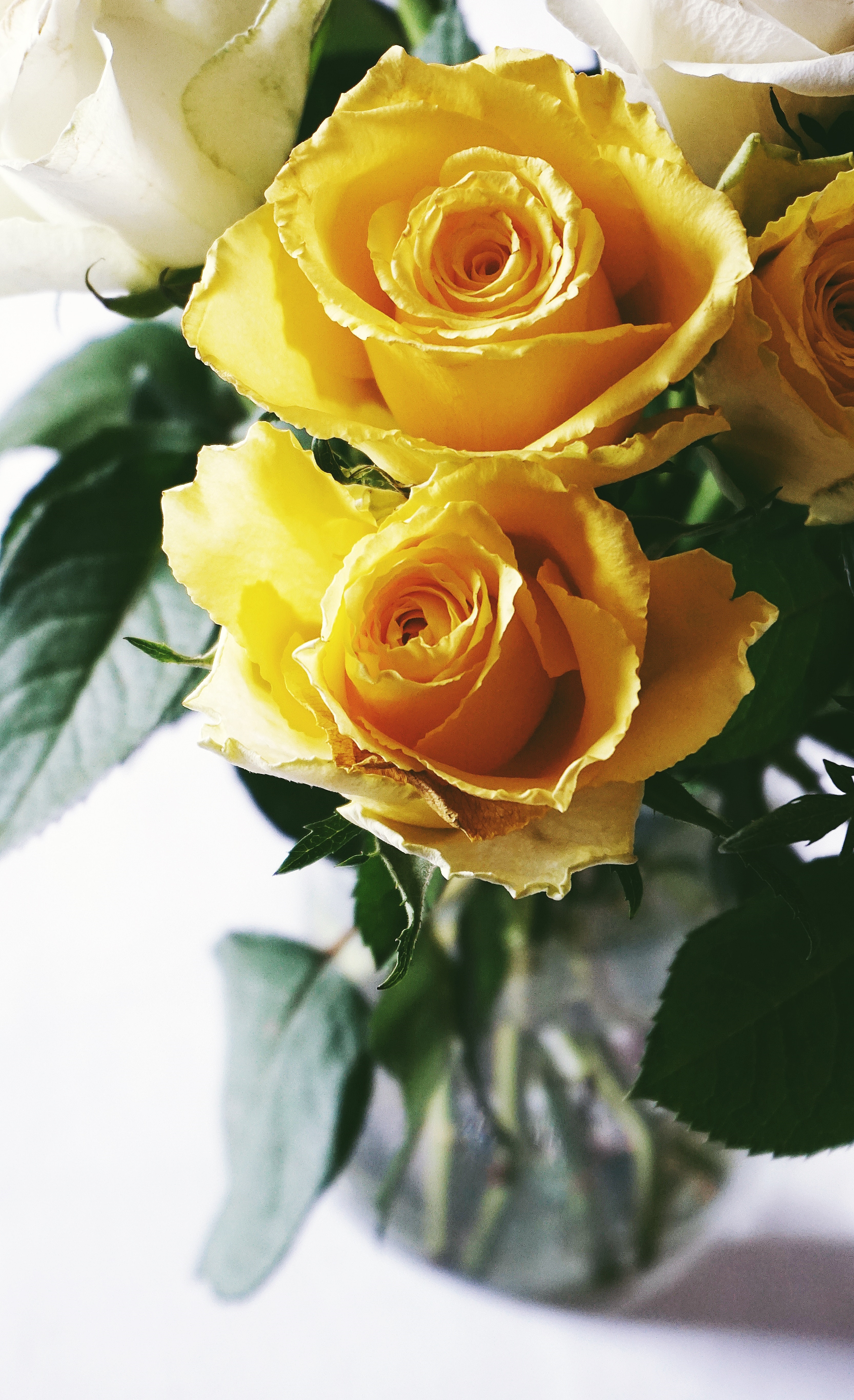 Yellow Rose Flower Wallpapers