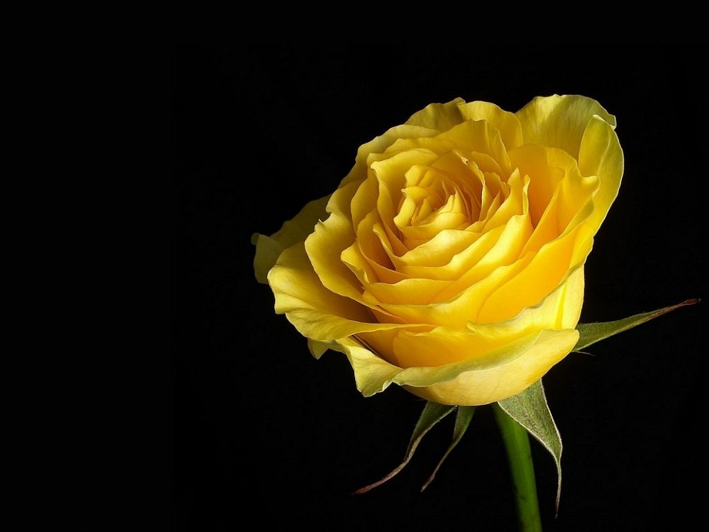 Yellow Rose Flower Wallpapers