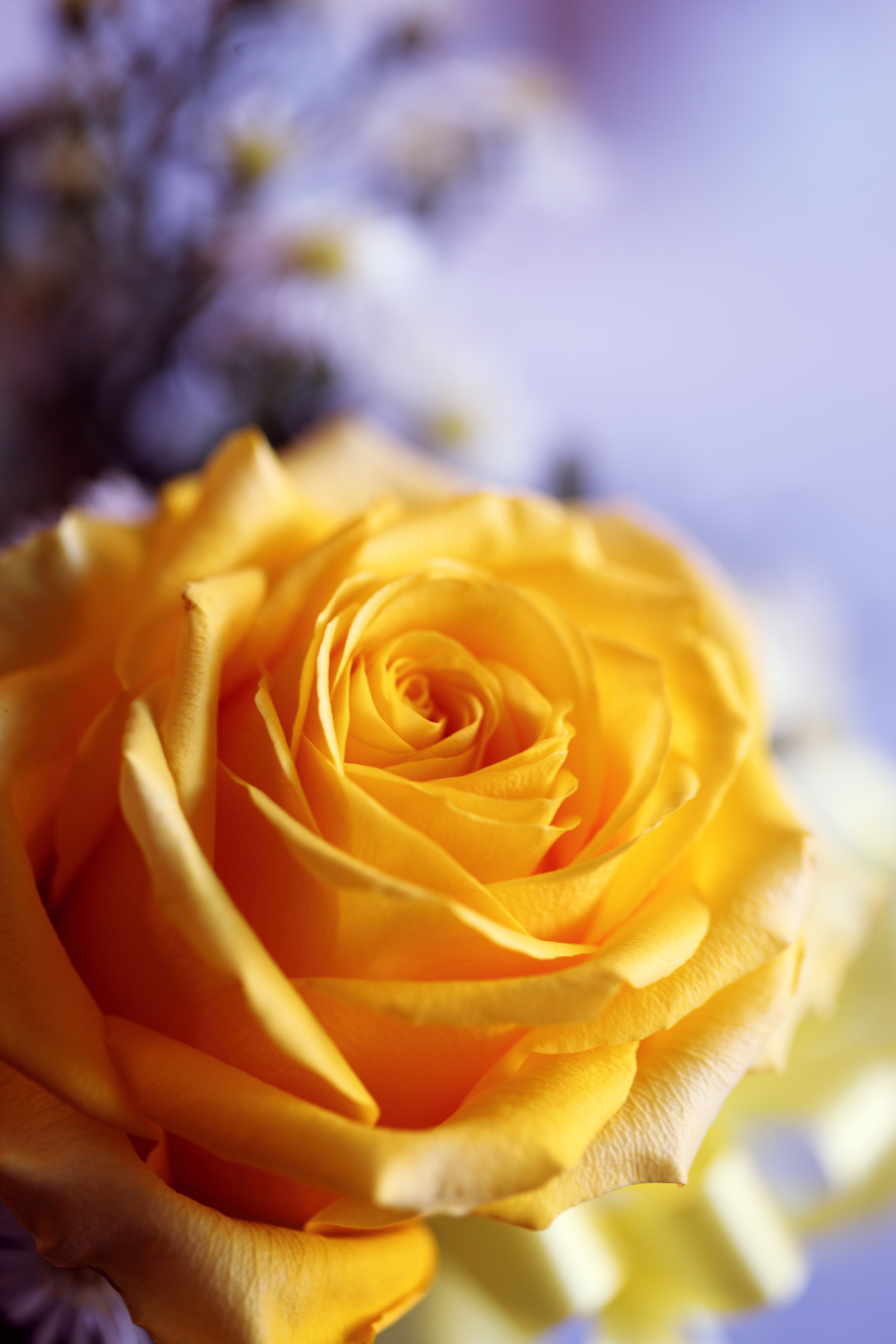 Yellow Rose Flower Wallpapers