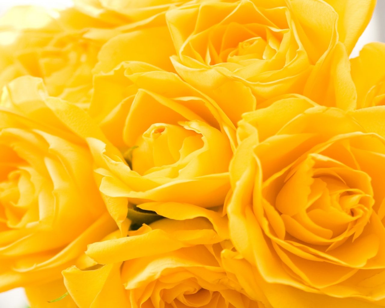 Yellow Rose Flower Wallpapers