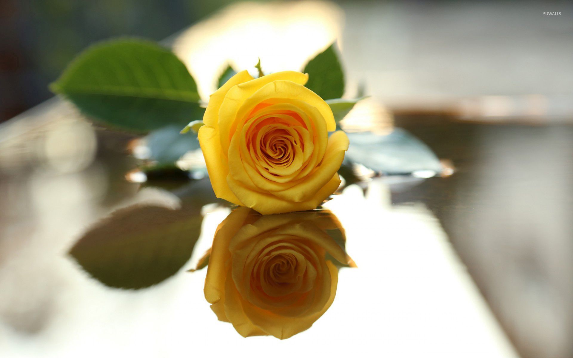 Yellow Rose Flower Wallpapers