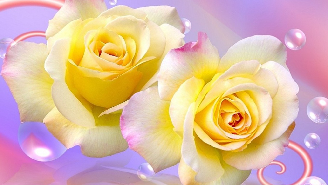 Yellow Rose Wallpapers