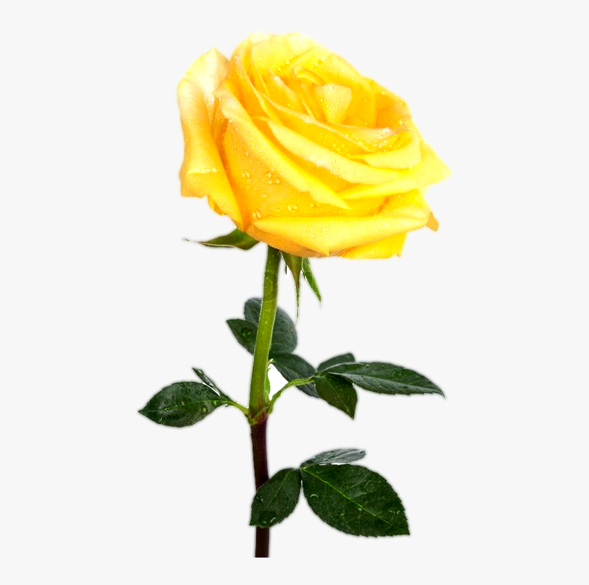 Yellow Rose Wallpapers