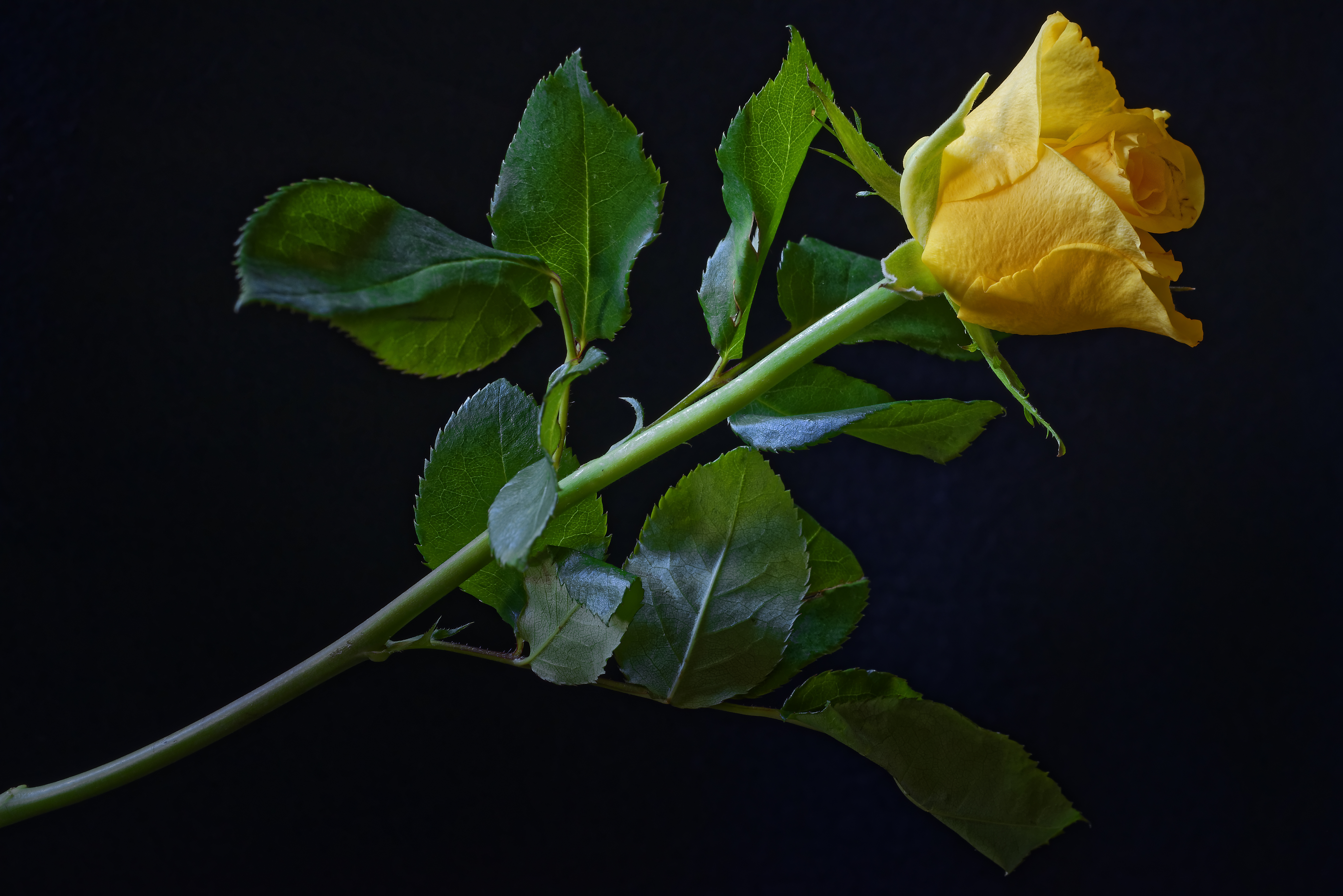 Yellow Roses Wallpapers