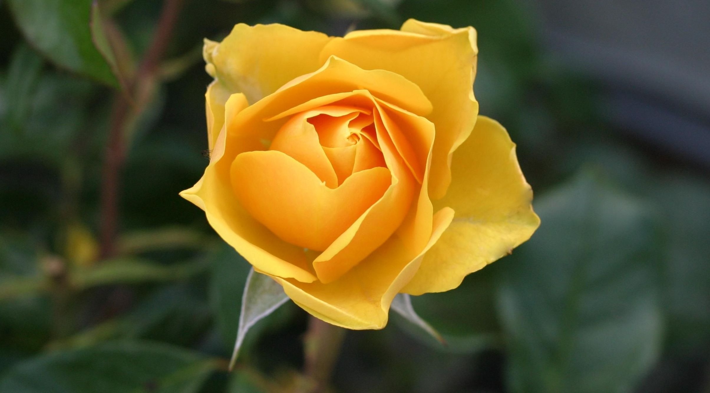 Yellow Roses Wallpapers