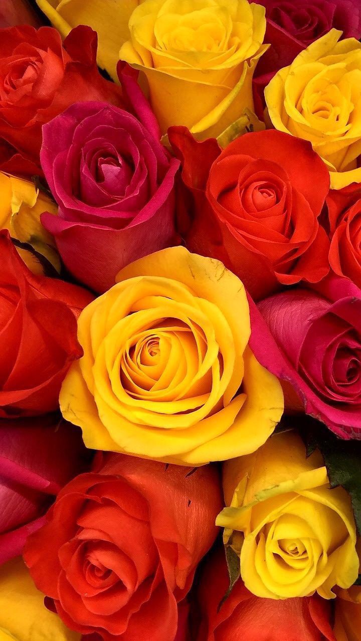 Yellow Roses Wallpapers