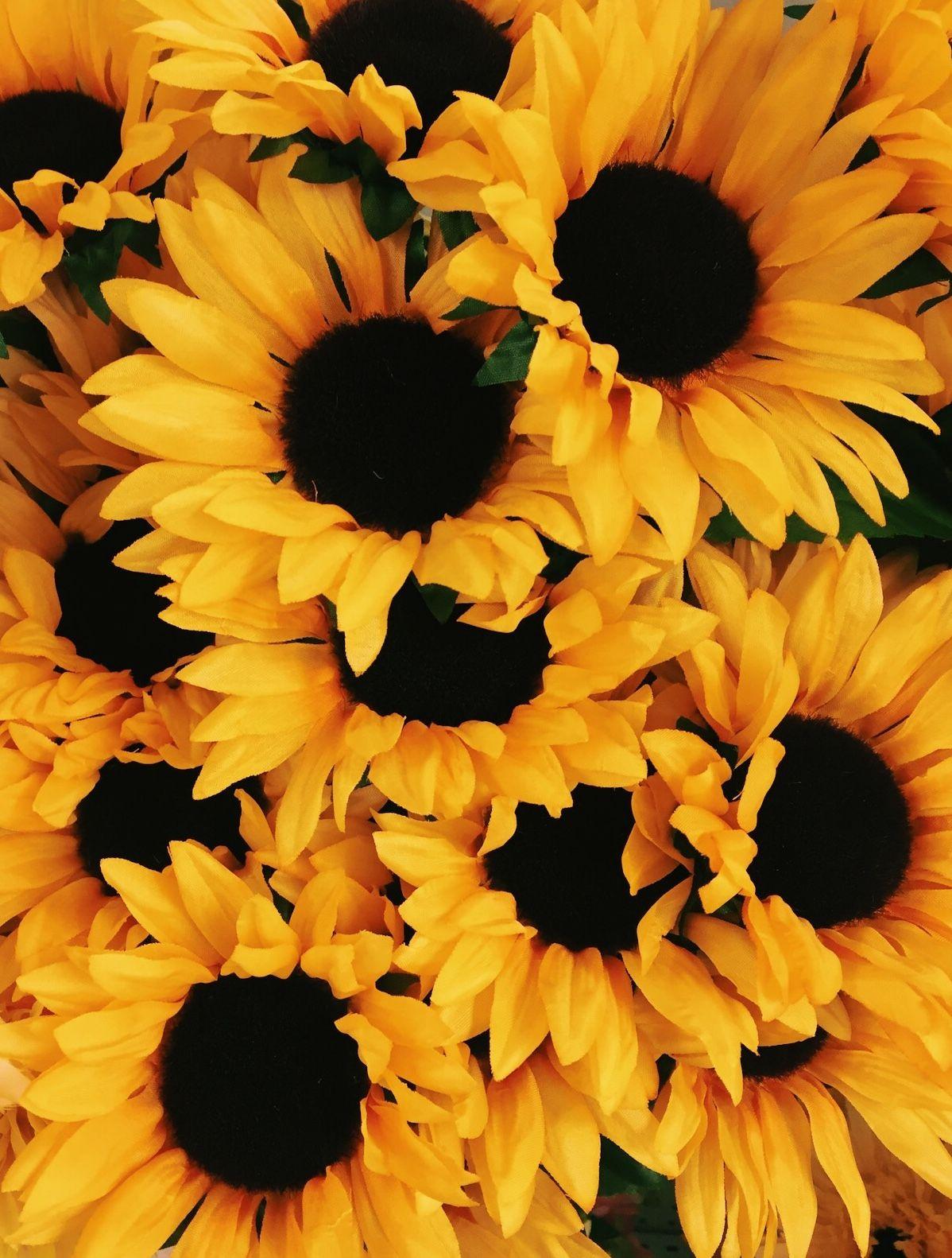 Yellow Sunflower Aesthetic Wallpapers