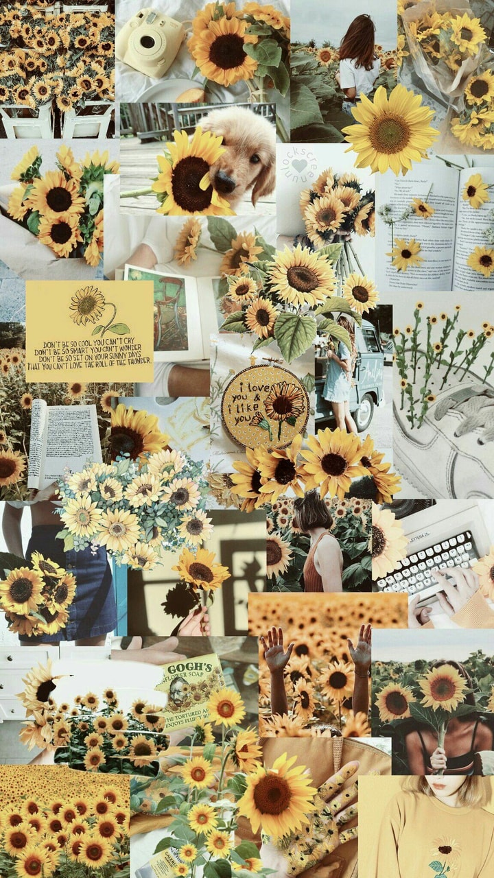 Yellow Sunflower Aesthetic Wallpapers