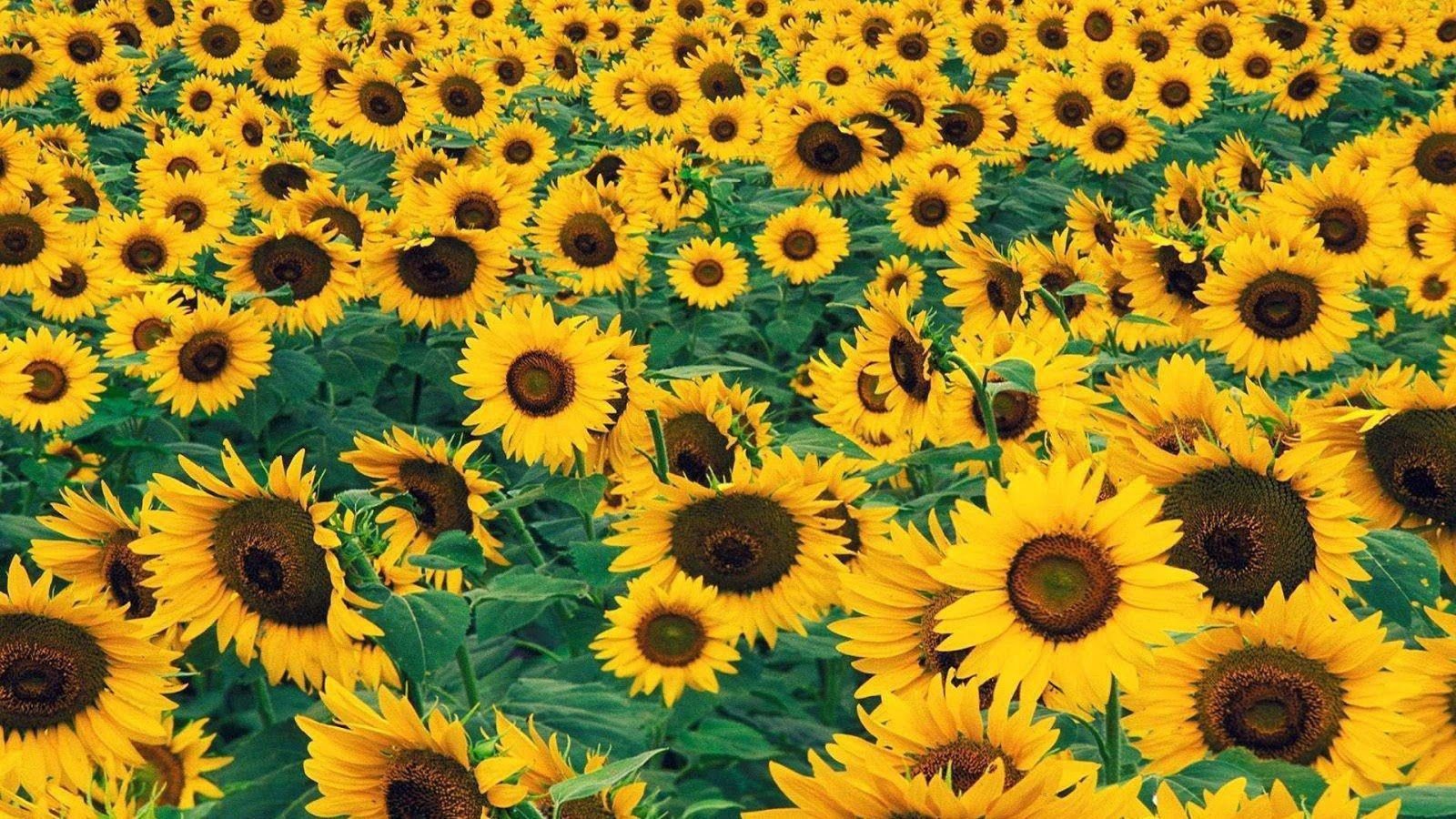 Yellow Sunflower Aesthetic Wallpapers