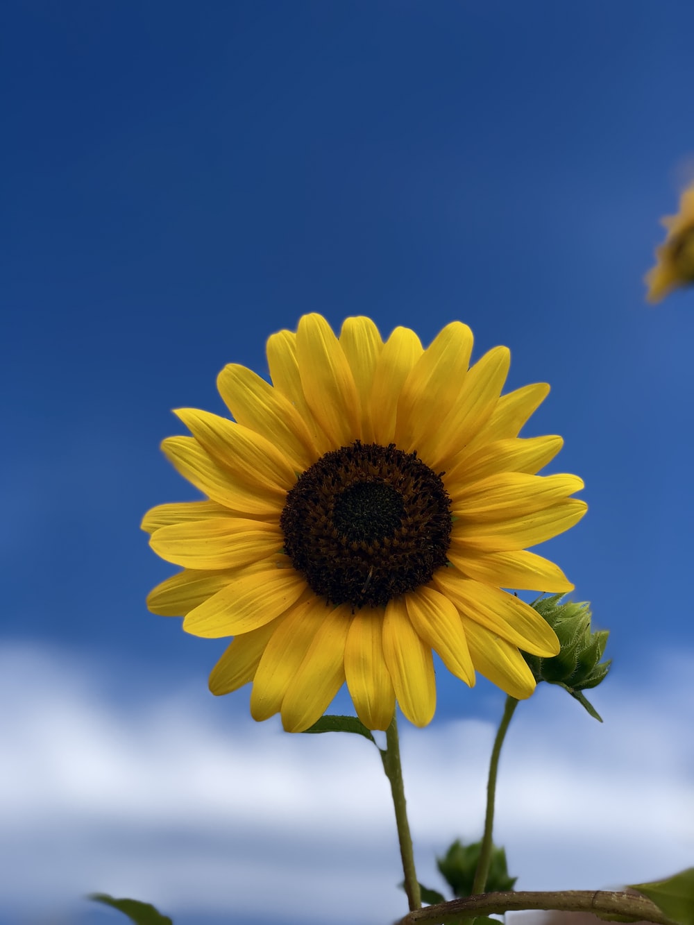 Yellow Sunflower Aesthetic Wallpapers