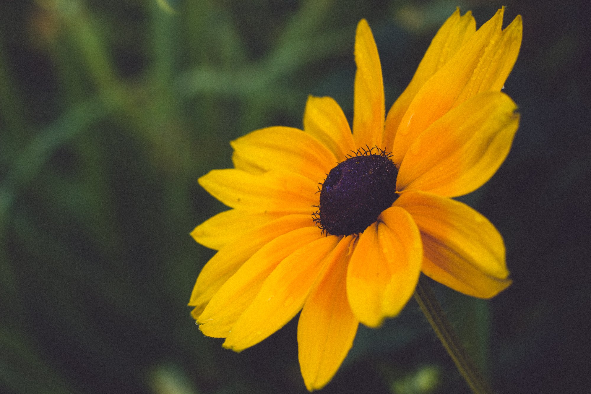 Yellow Sunflower Aesthetic Wallpapers