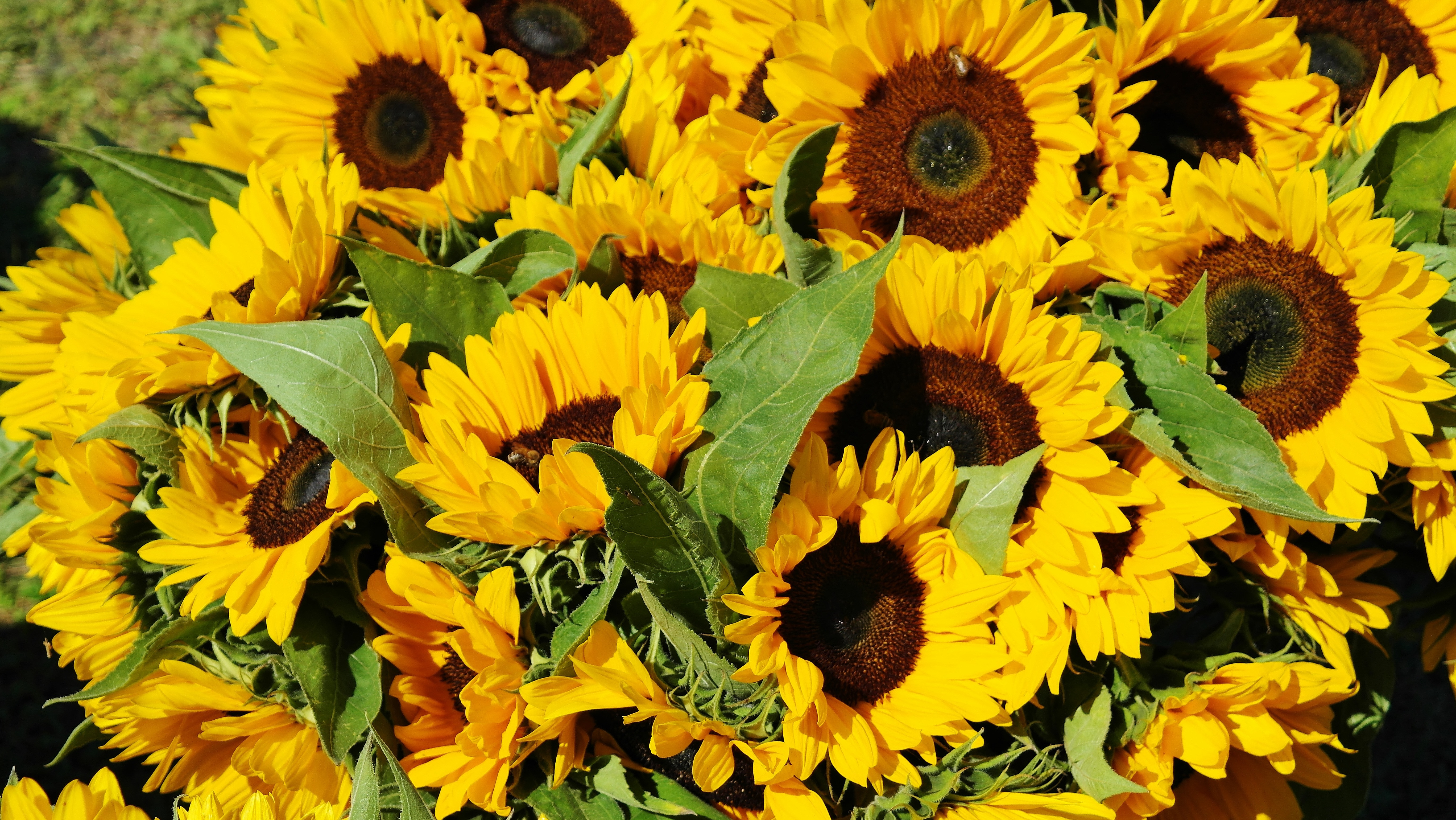 Yellow Sunflower Aesthetic Wallpapers