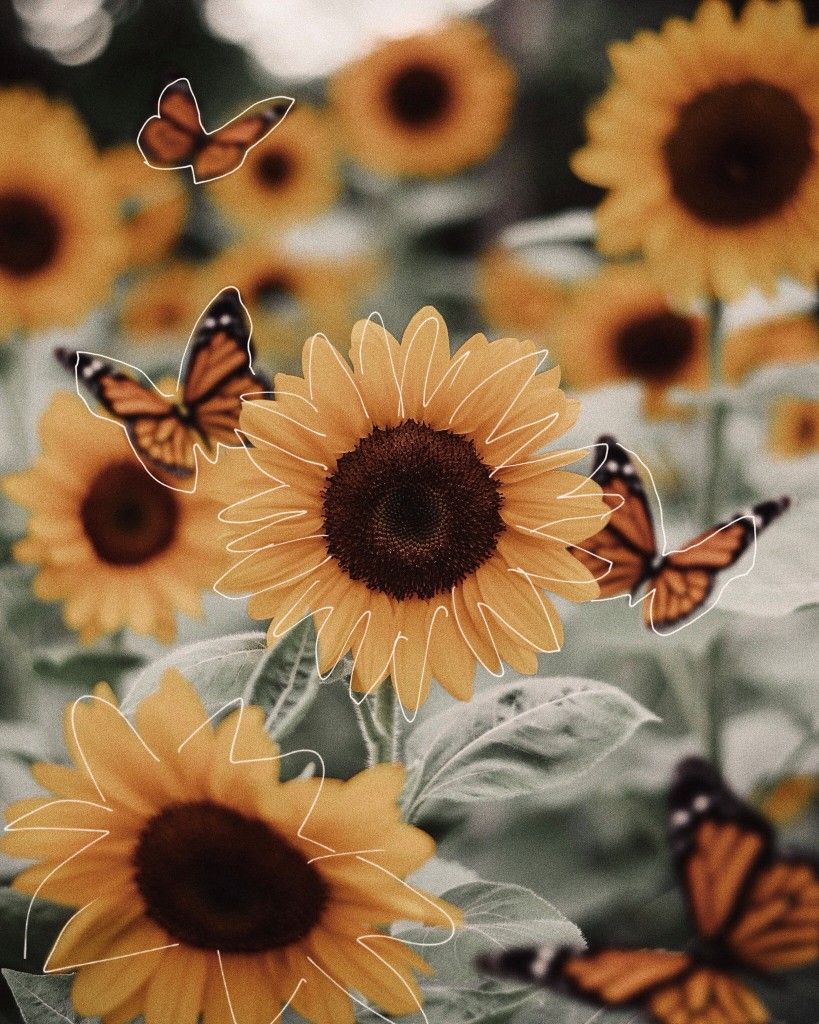 Yellow Sunflower Aesthetic Wallpapers