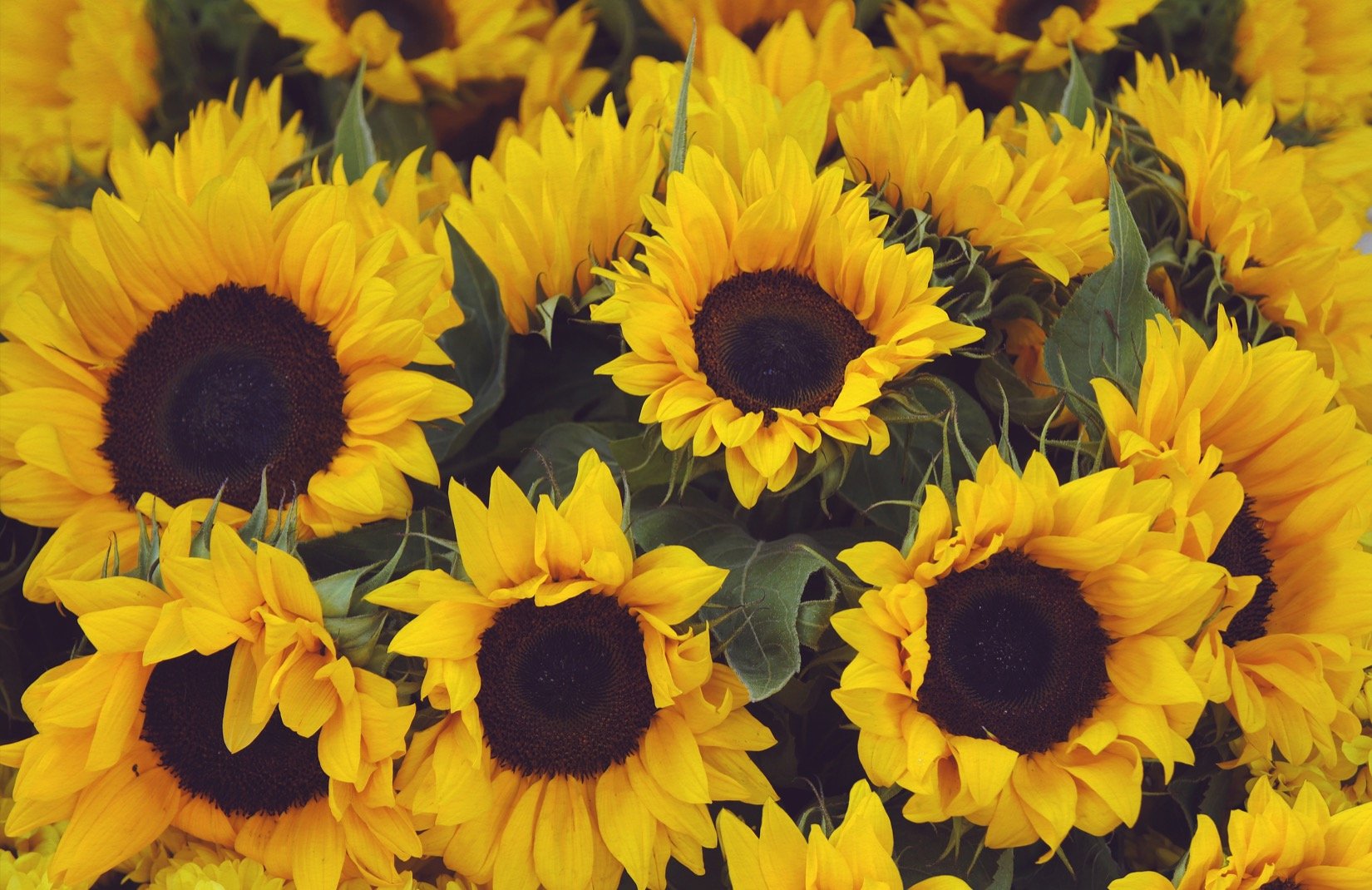 Yellow Sunflower Aesthetic Wallpapers