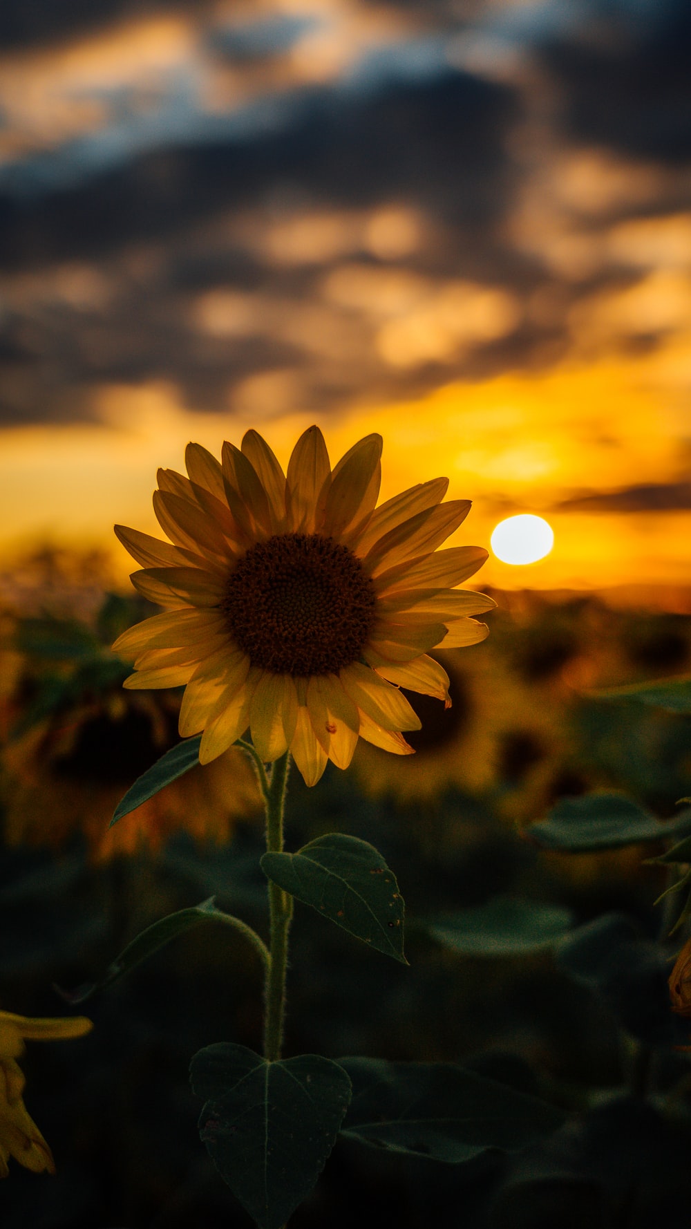 Yellow Sunflower Wallpapers